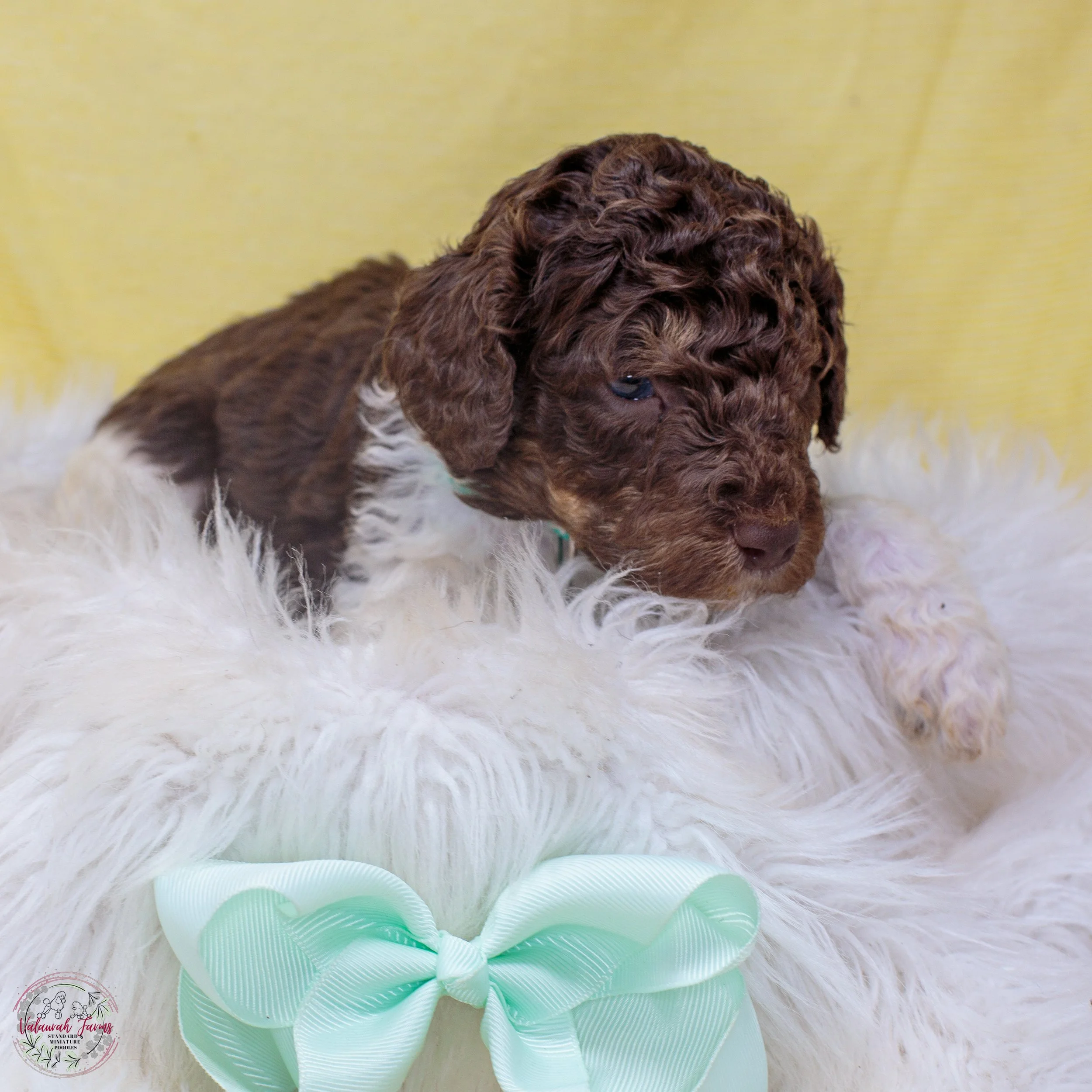 Anne Bonney - 4 Weeks Old-6.jpg