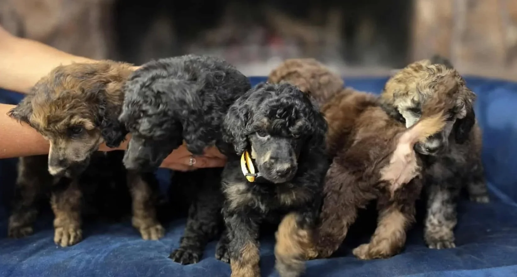 It’s Time To Pick Your Puppy: Minnie x Magic: The Farm Sounds 