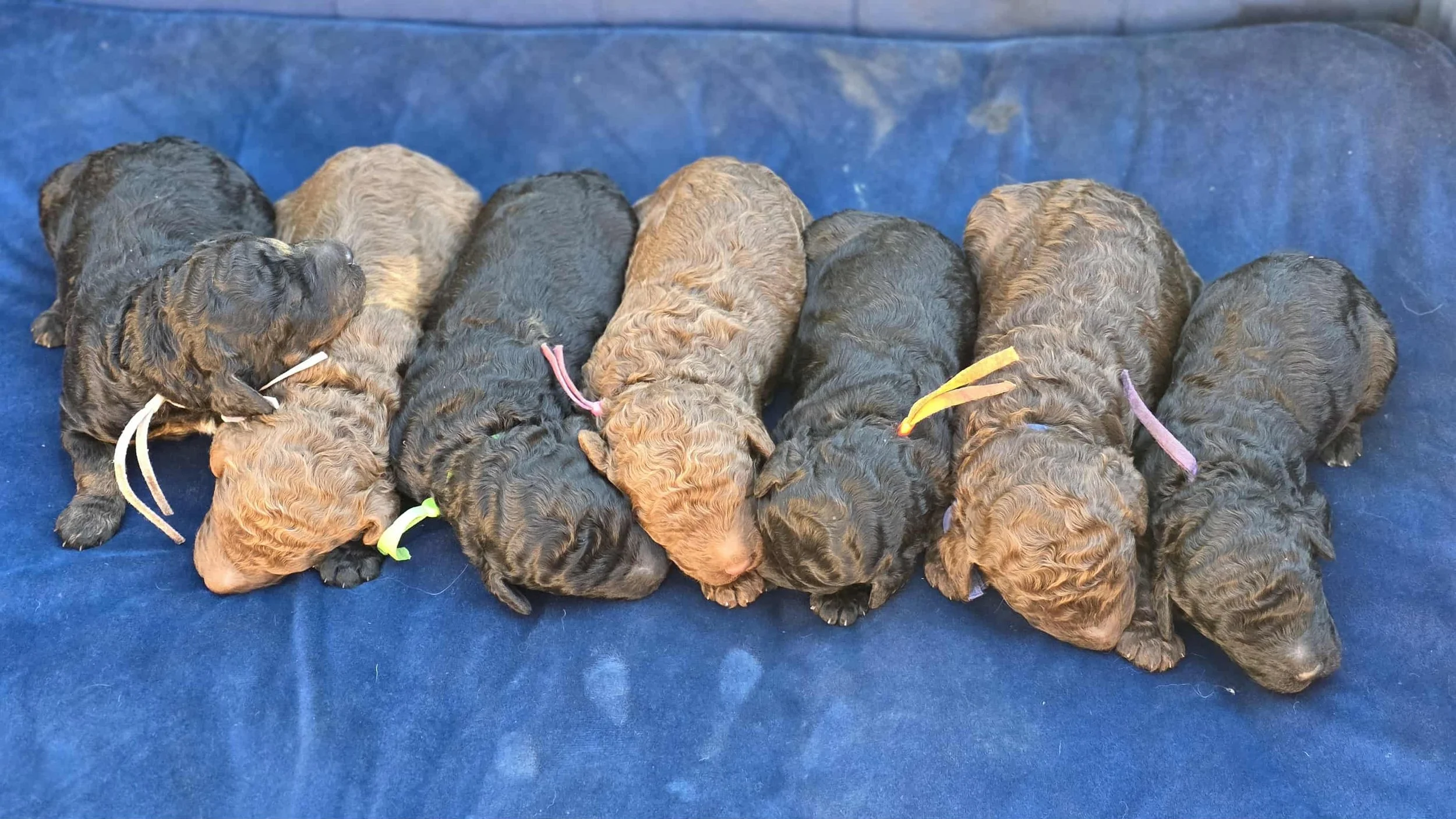 It’s Time To Pick Your Puppy: Lily x Magic’s Time Wasters