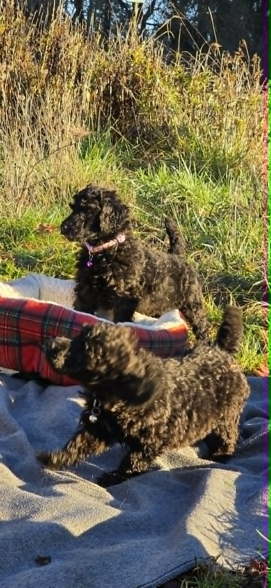 It’s Time To Pick Your Puppy: Veela x Magic’s Energy Drinks