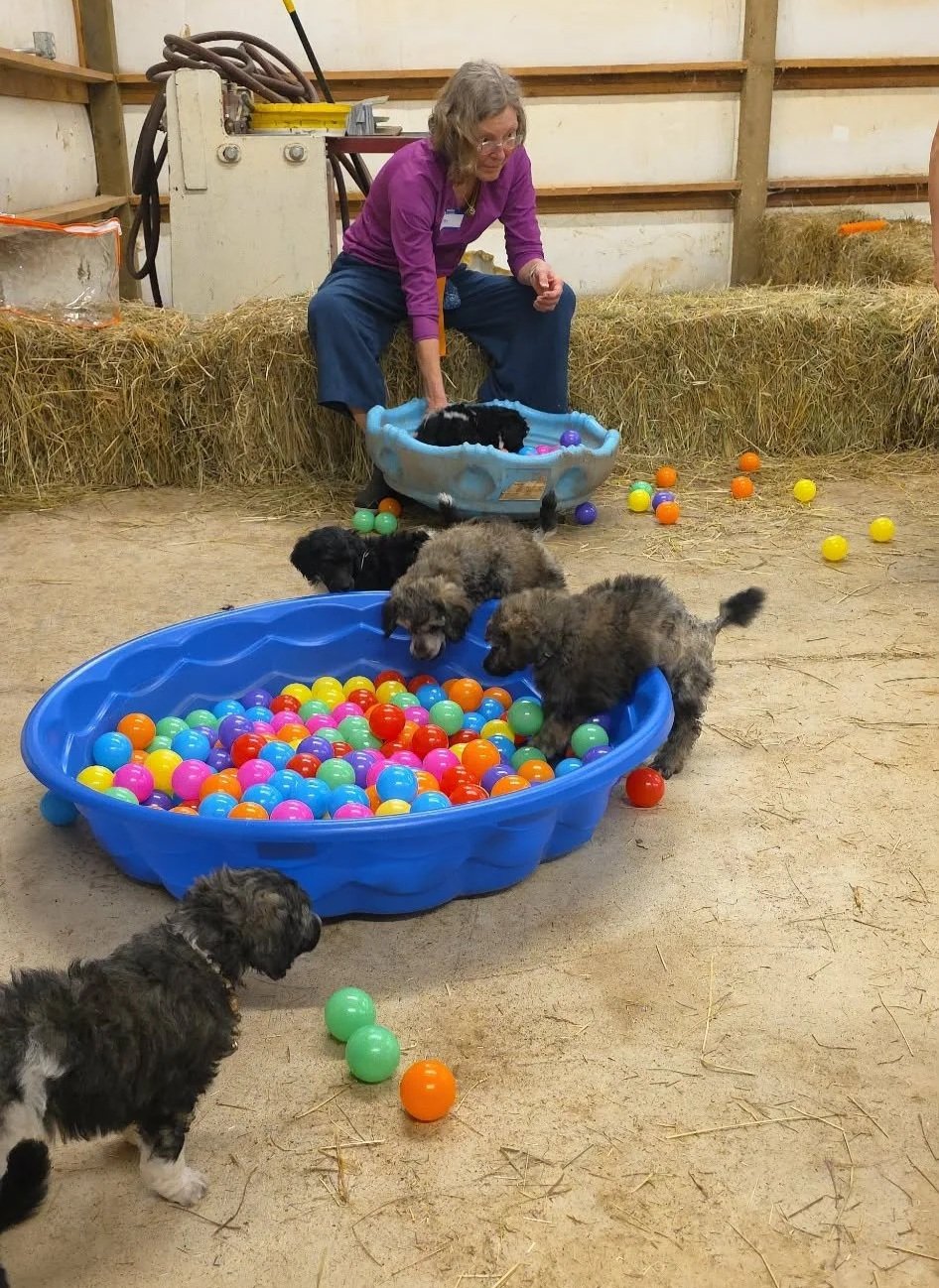It’s Time To Pick Your Puppy: Hazel &amp; Magic’s Princesses and Princes