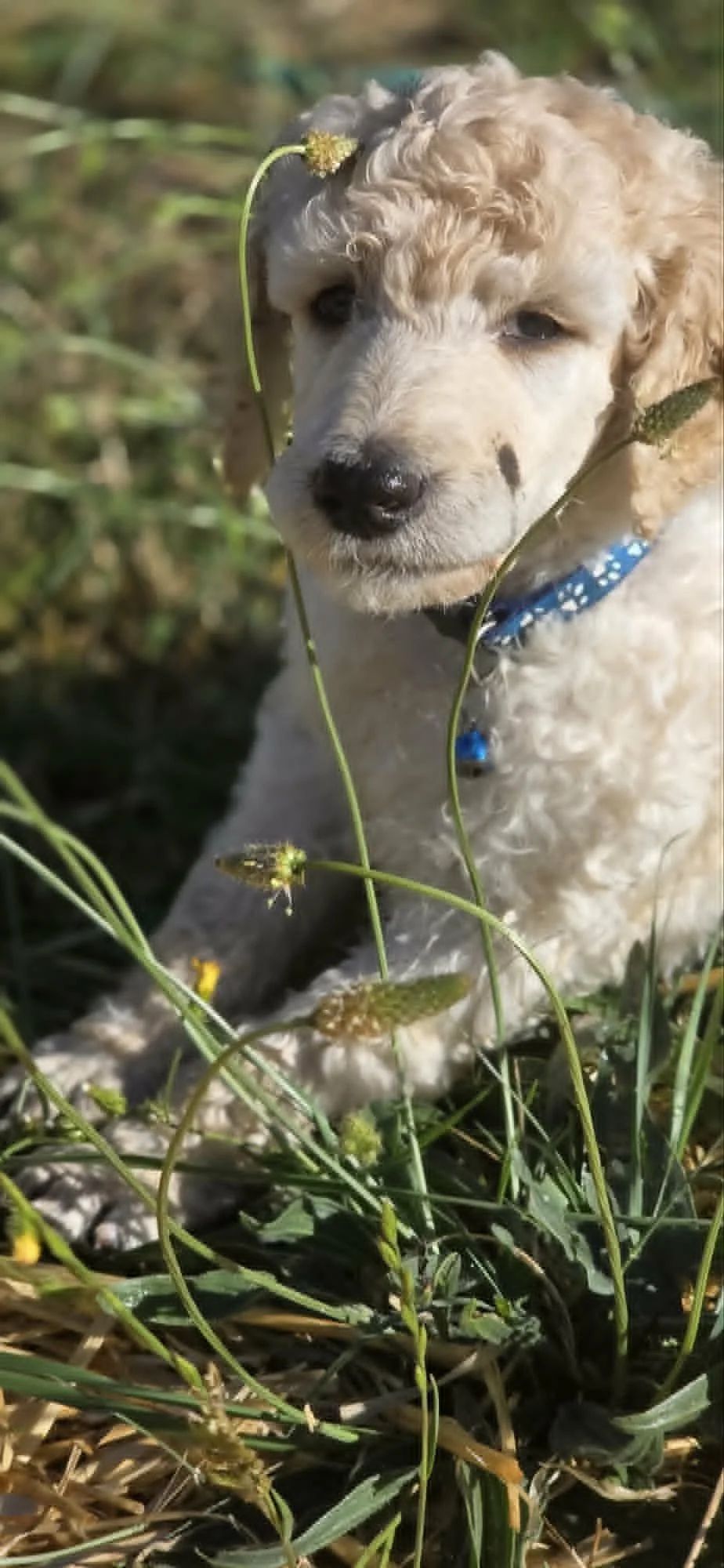 Time To Pick Your Puppy: The Vegetable Patch Edition