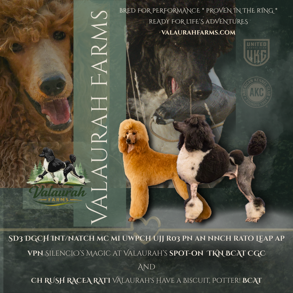 Apricot and Parti Standard Poodle breeding pair at Valaurah Farms bred for performance and family companions