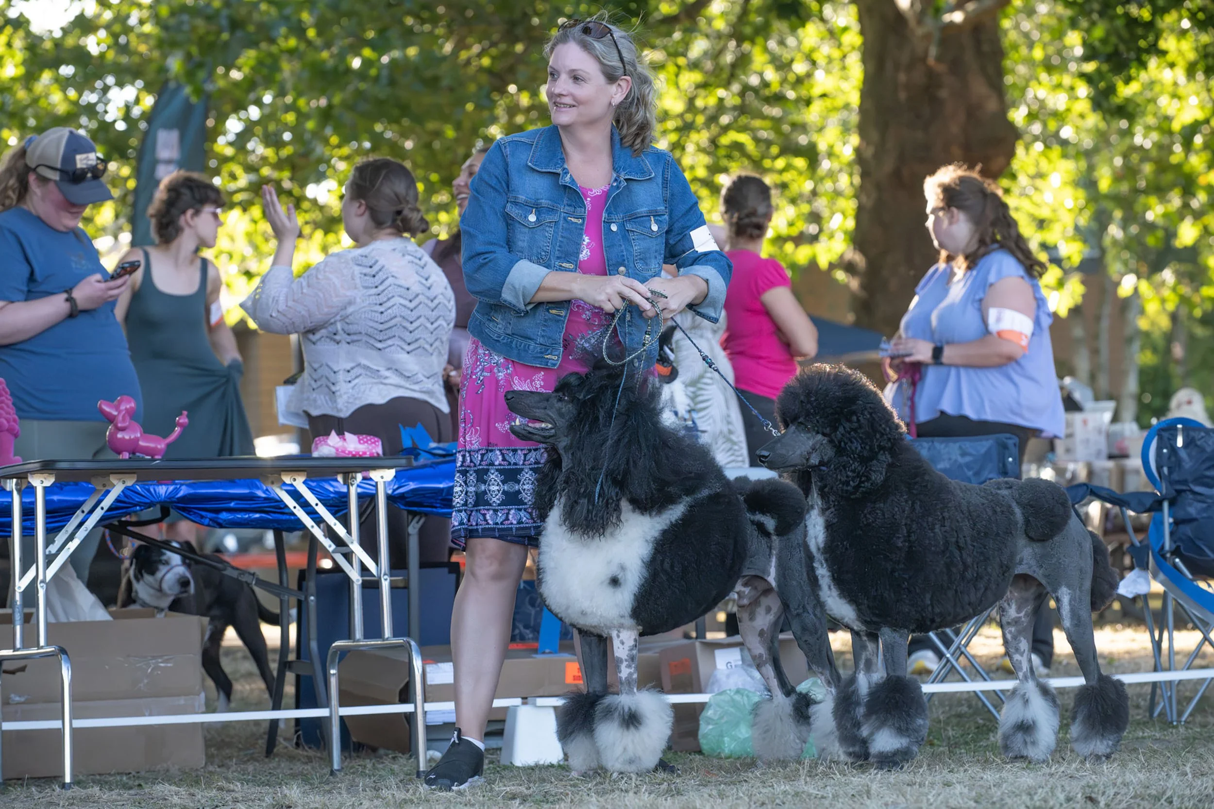 Magic and Rita competing in the Brace class at the 2026 UPA Poodle Specialty during UKC Western Classic.
