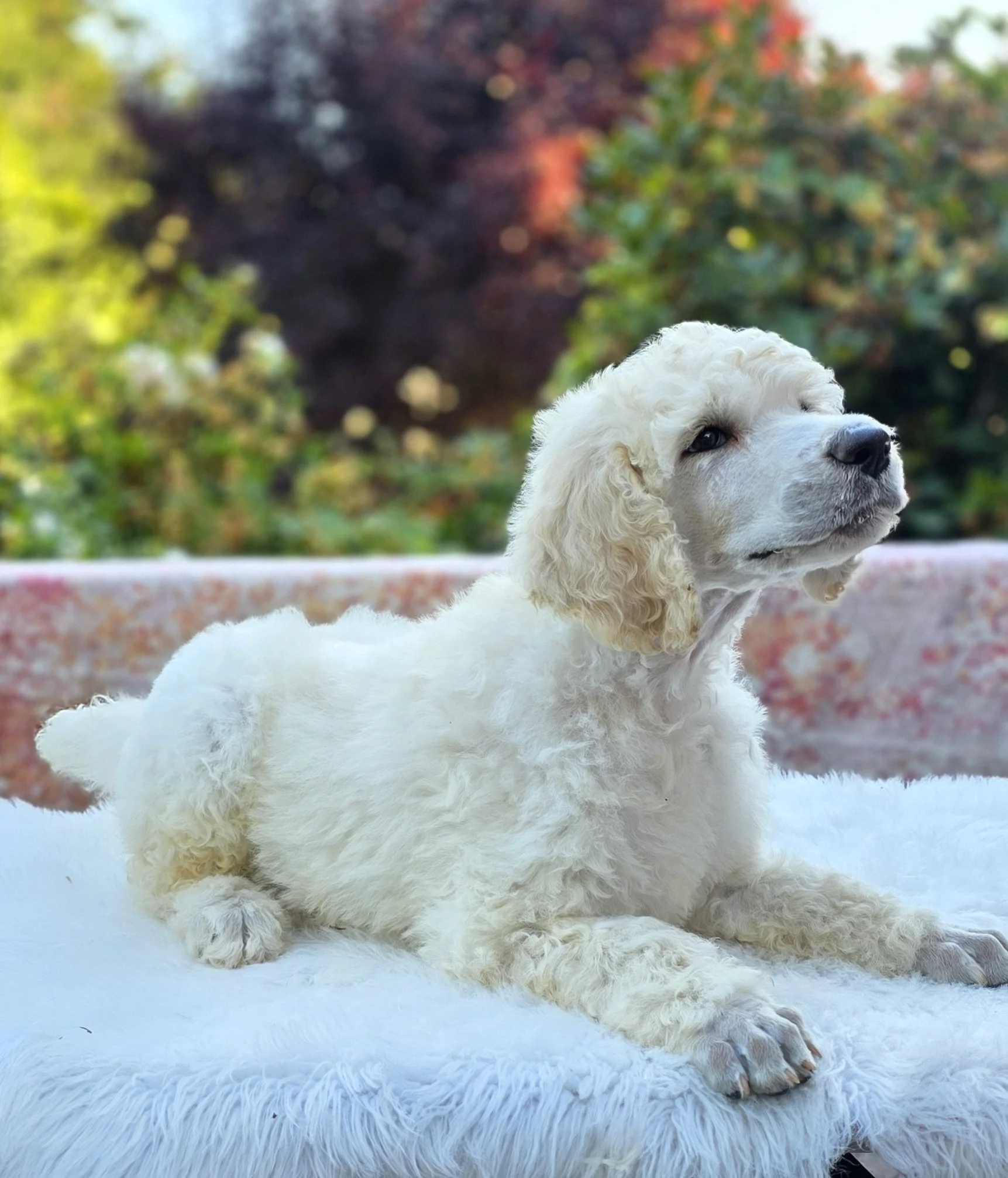 White Standard Poodle puppy Potato relaxing outdoors, bred by Valaurah Farms in Oregon.