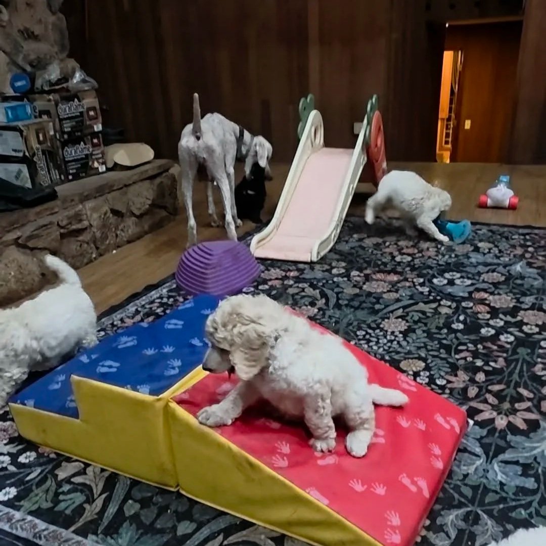 Standard Poodle puppies confidently exploring Puppy Culture enrichment equipment, balance toys, and play structures at Valaurah Farms in Oregon.