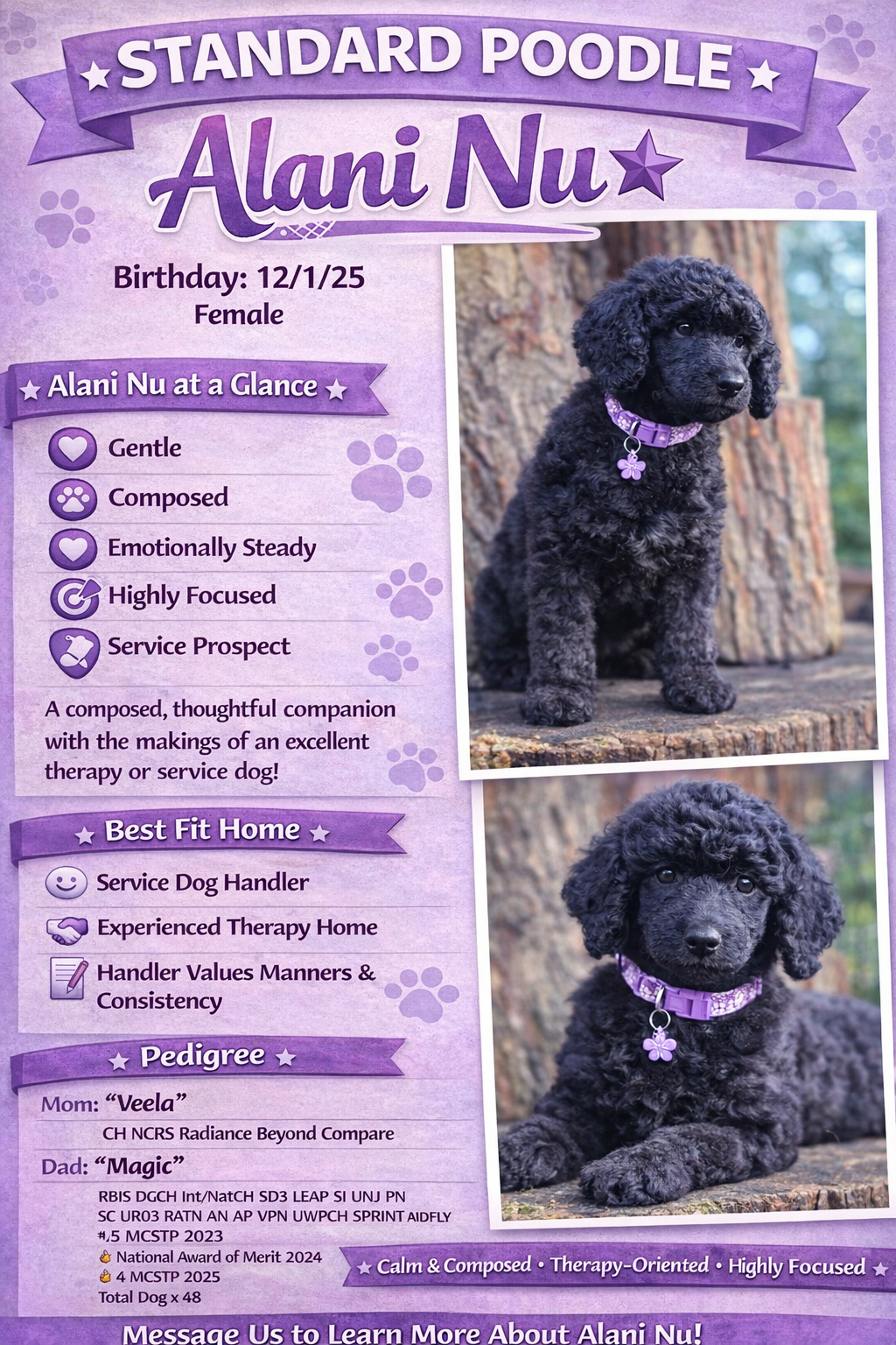 A detailed profile card for a female black curly-coated poodle puppy named Alani Nu, with her birthday, personality traits, and pedigree information, featuring two photos of her sitting outdoors near a tree.