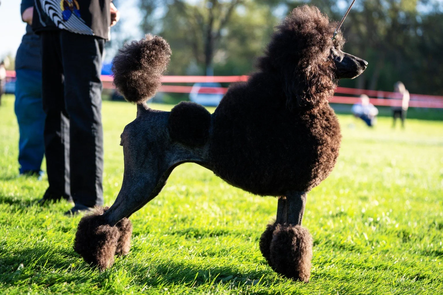 Tatianna, an imported black Standard Poodle female from Poland at Valaurah Farms, standing in profile and showcasing her elegant outline, beautiful neck, refined headpiece, and balanced structure.