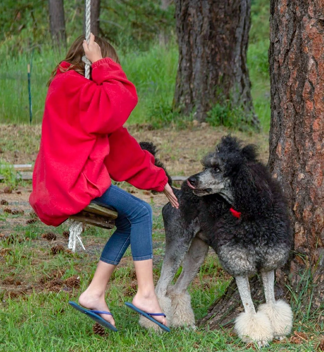 Standard Poodle interacting with child outdoors in a guardian home setting at Valaurah Farms in Oregon