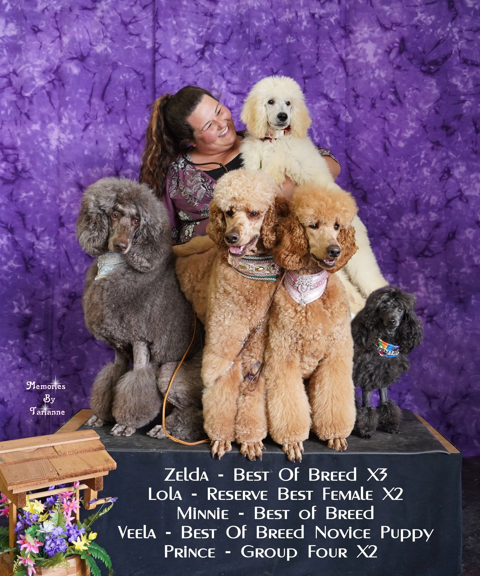 parti standard large standard poodle puppies for sale