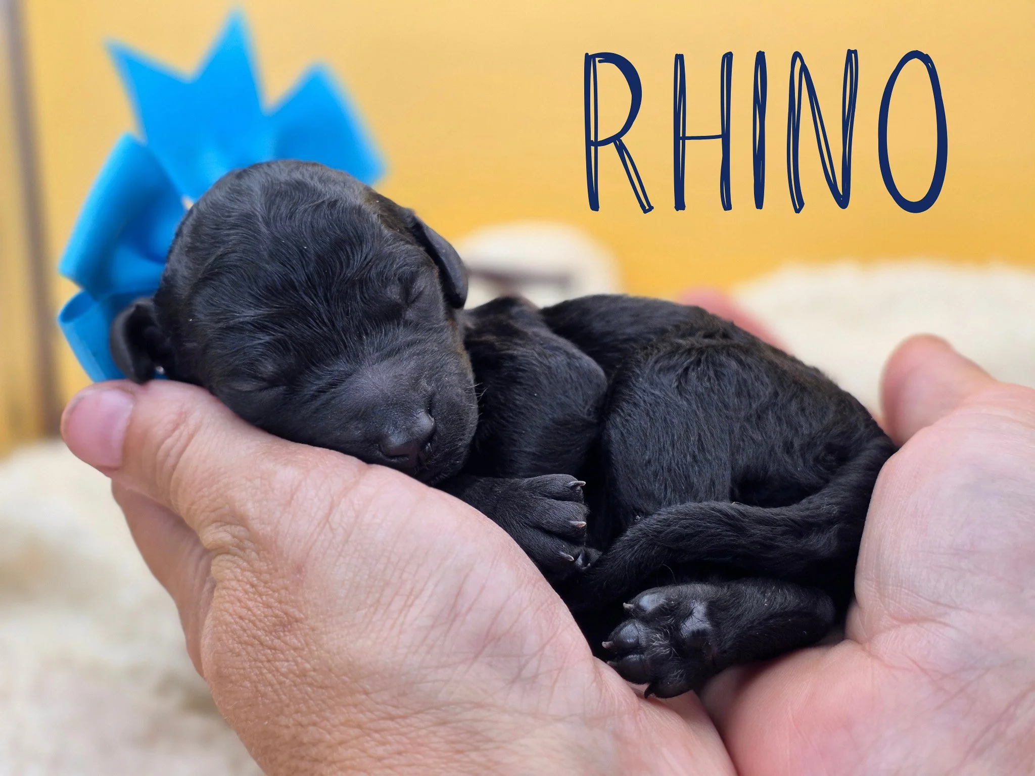 Newborn black Standard Poodle puppy Rhino wearing a navy collar from the Safari Litter in Oregon.