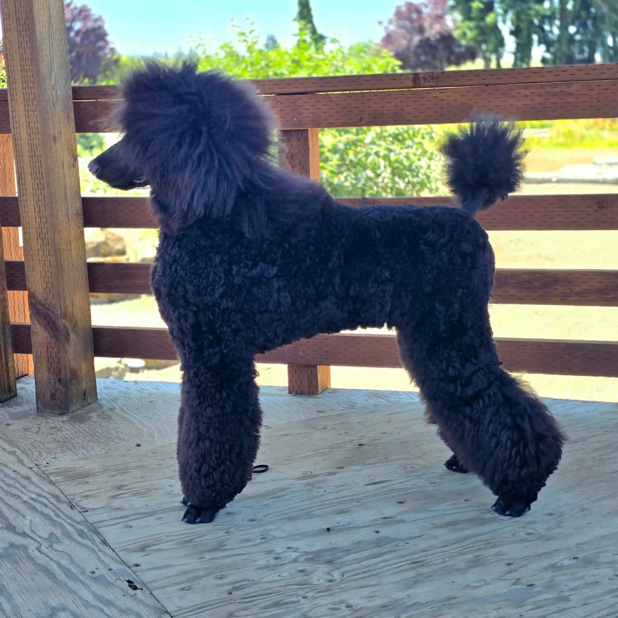 Crush, UCH POA NCR's Taking on the Jellies at Valaurah's, after finishing his UKC Championship at the July 2026 UKC Dog Shows in Boring, Oregon.