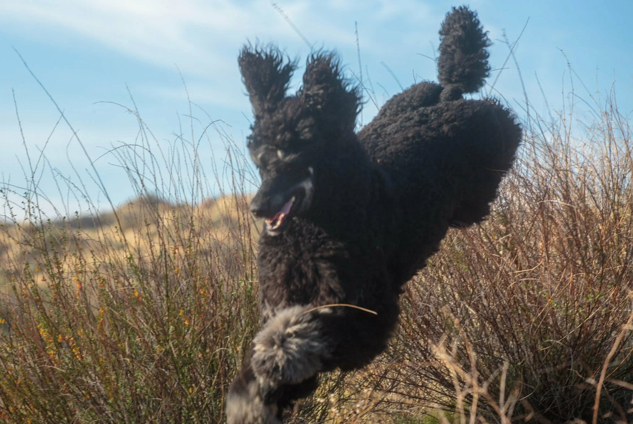 Brindle-Pointed Standard Poodle running through brush showing high energy, drive and athleticism in outdoor environment