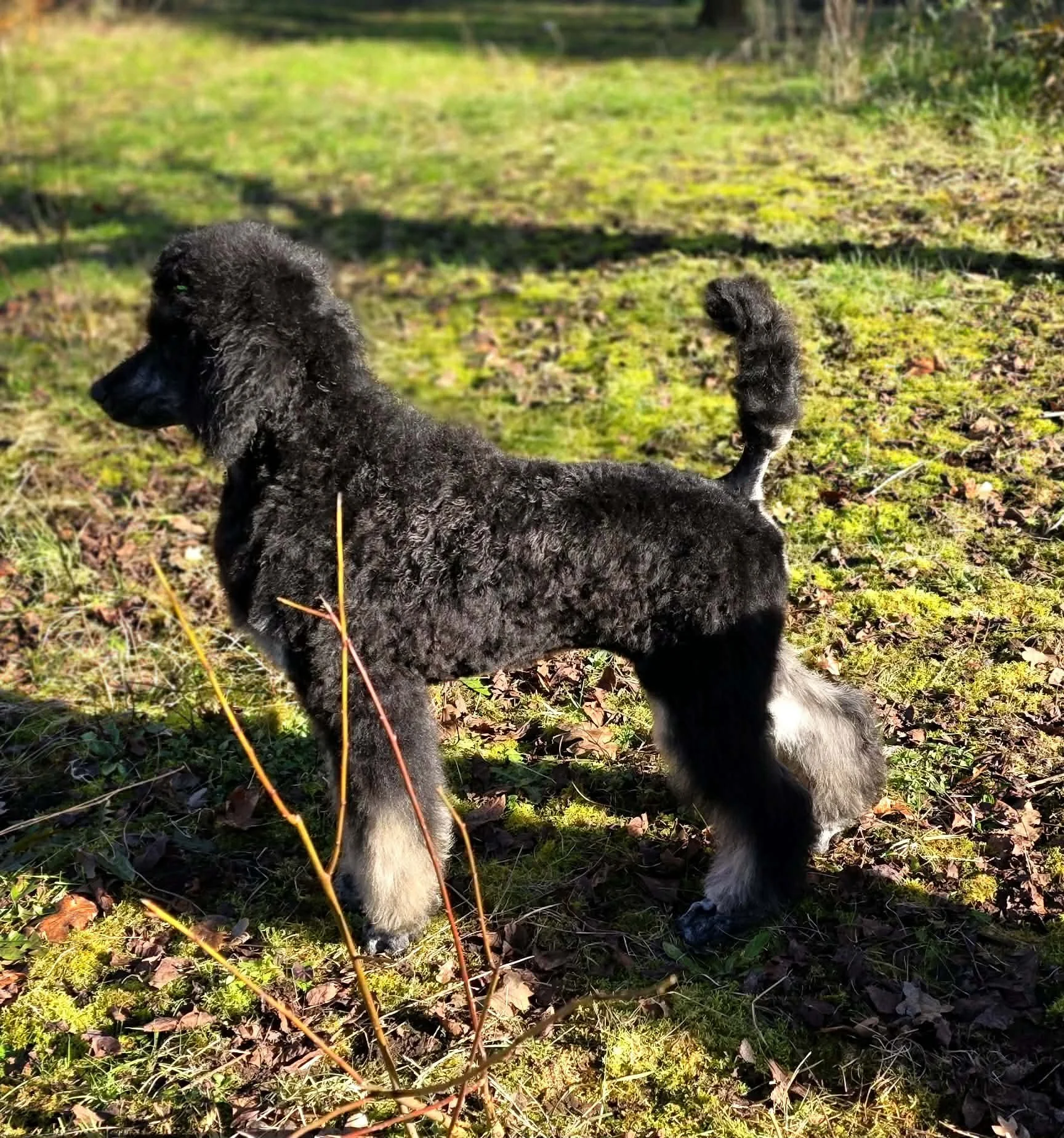 Standard Poodle Quack stacked showing structure and conformation outdoors