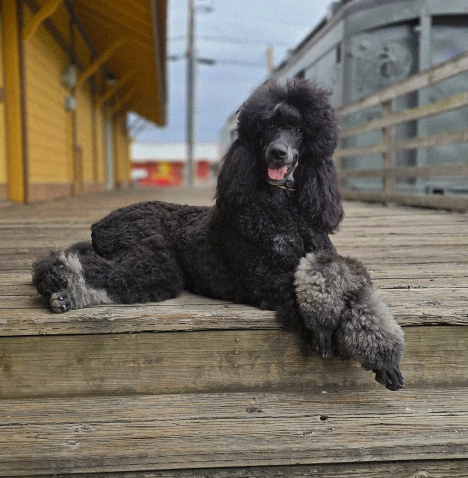 Standard Poodle available for guardian home at Valaurah Farms in Oregon
