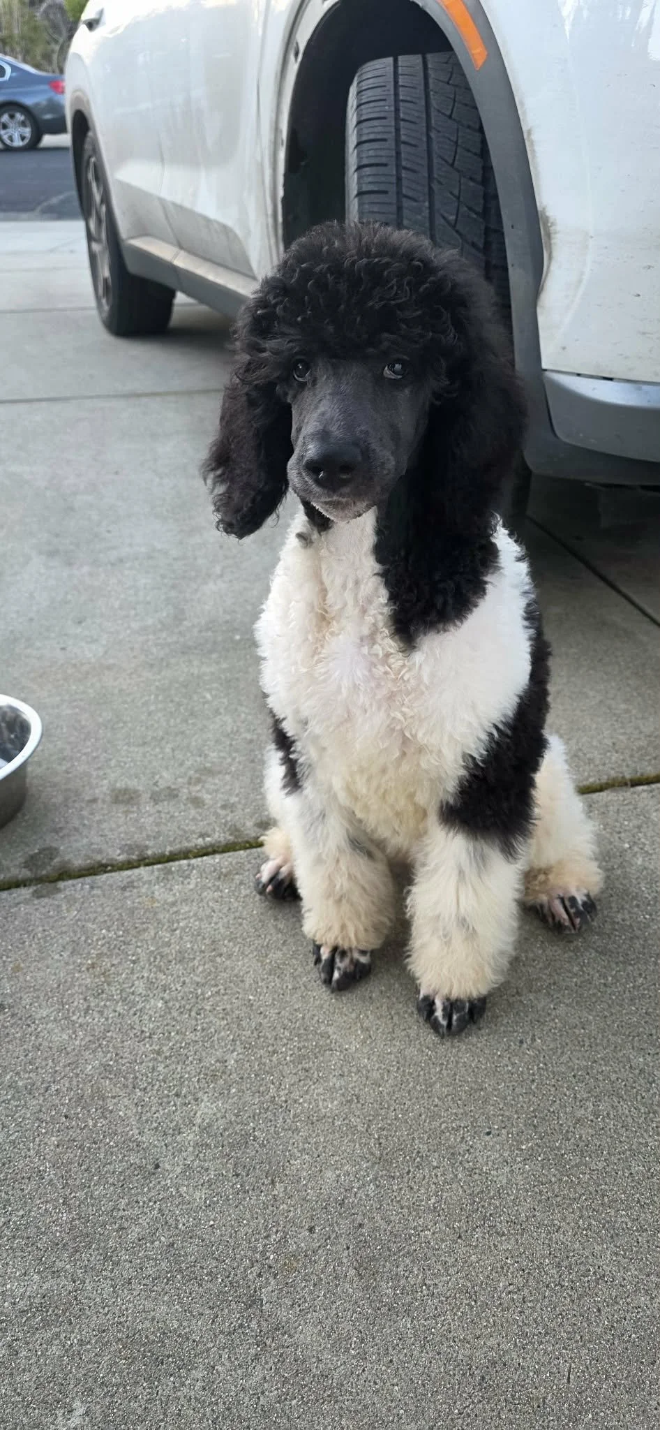 Standard Poodle puppy sitting and looking at camera