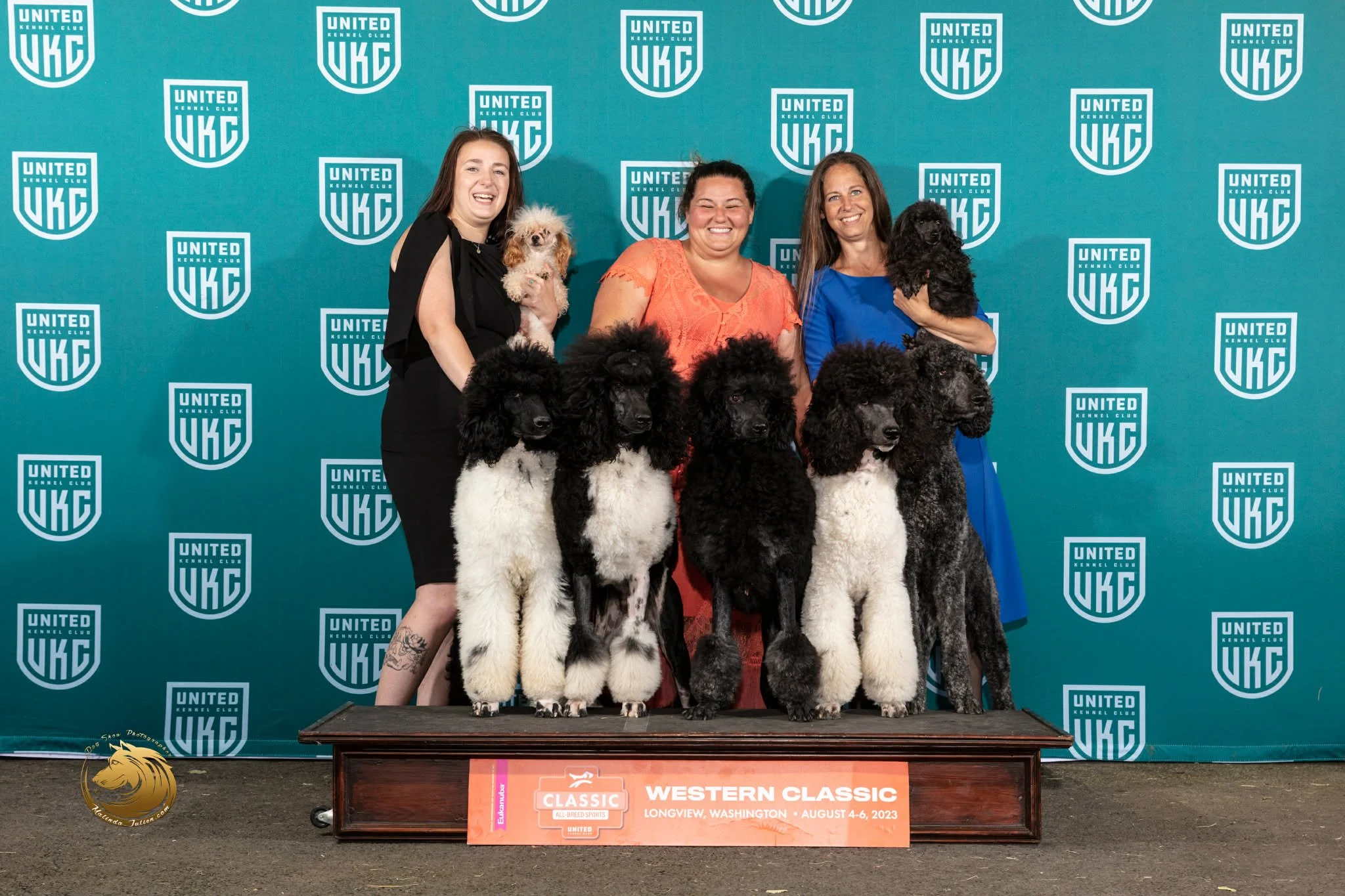 Valaurah Farms Standard Poodle Show Team at UKC event with multiple parti and brindle Standard Poodles