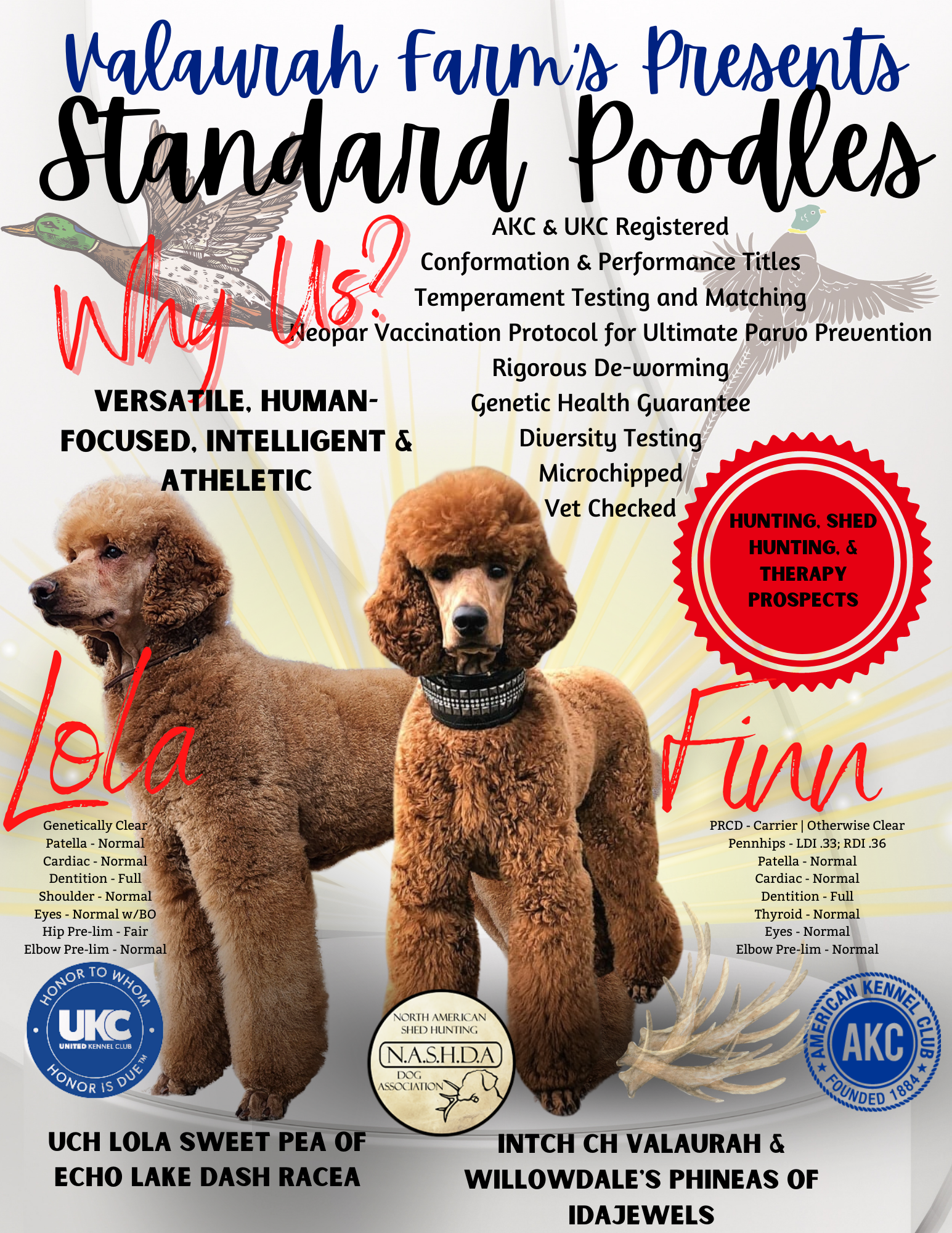 Red Parti Standard Poodles