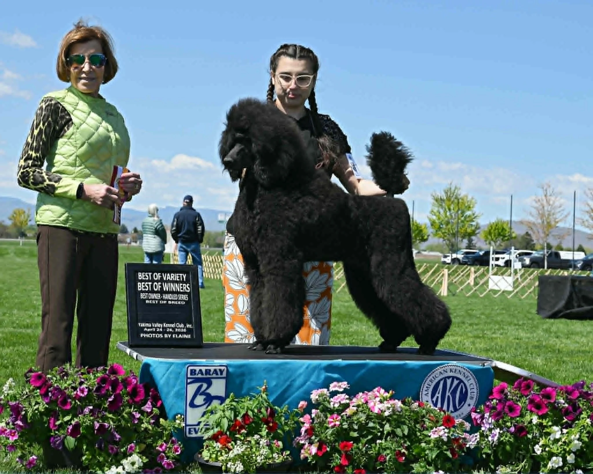 Crush, black Standard Poodle show dog from Valaurah Farms after winning Best of Variety and Best of Winners in AKC competition.