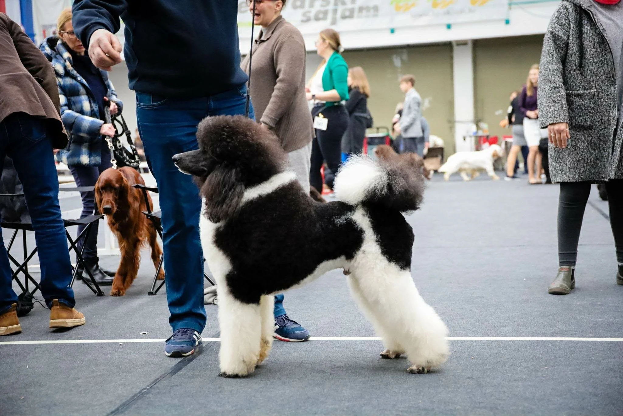 Flash, black and white parti Standard Poodle stud dog from Valaurah Farms standing in a UKC conformation show stack.