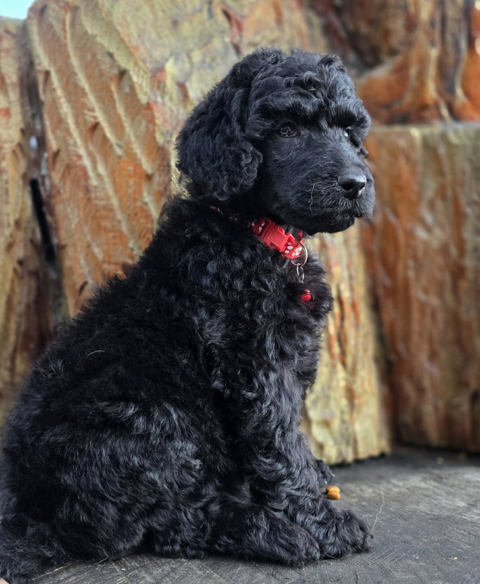 A black Standard Poodle curly-haired puppy with a red collar sitting outdoors against a wooden background.