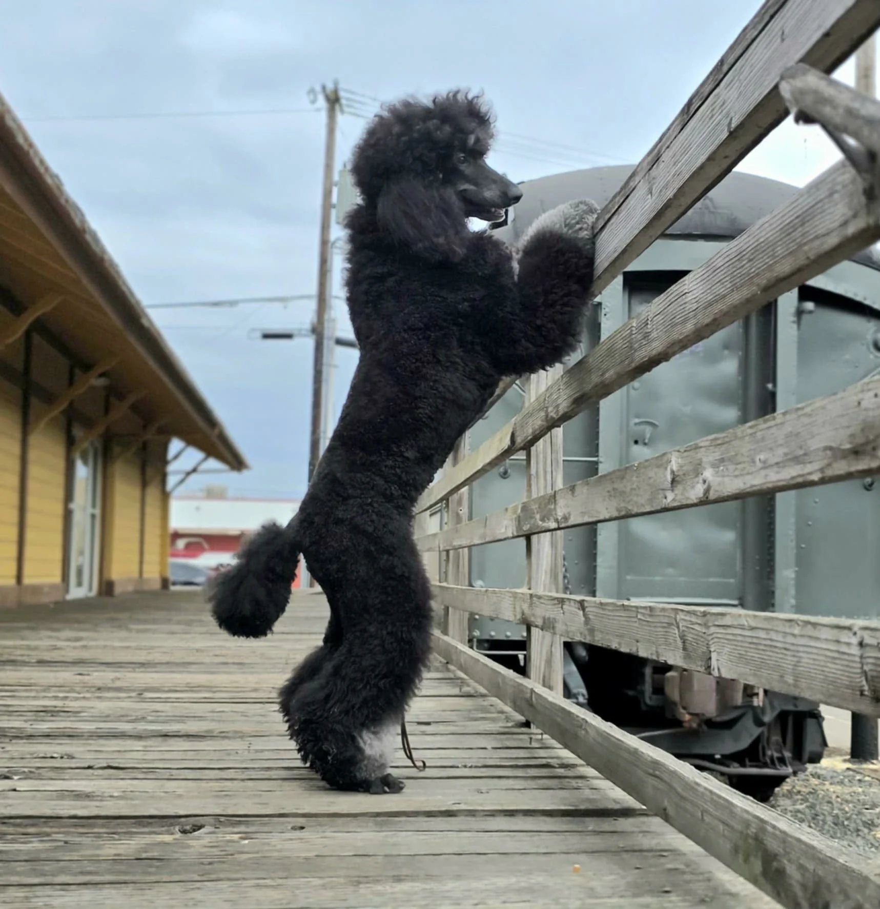 Brindle Pointed Standard Poodle standing upright with front paws on railing showing curiousity, confidence and engagement
