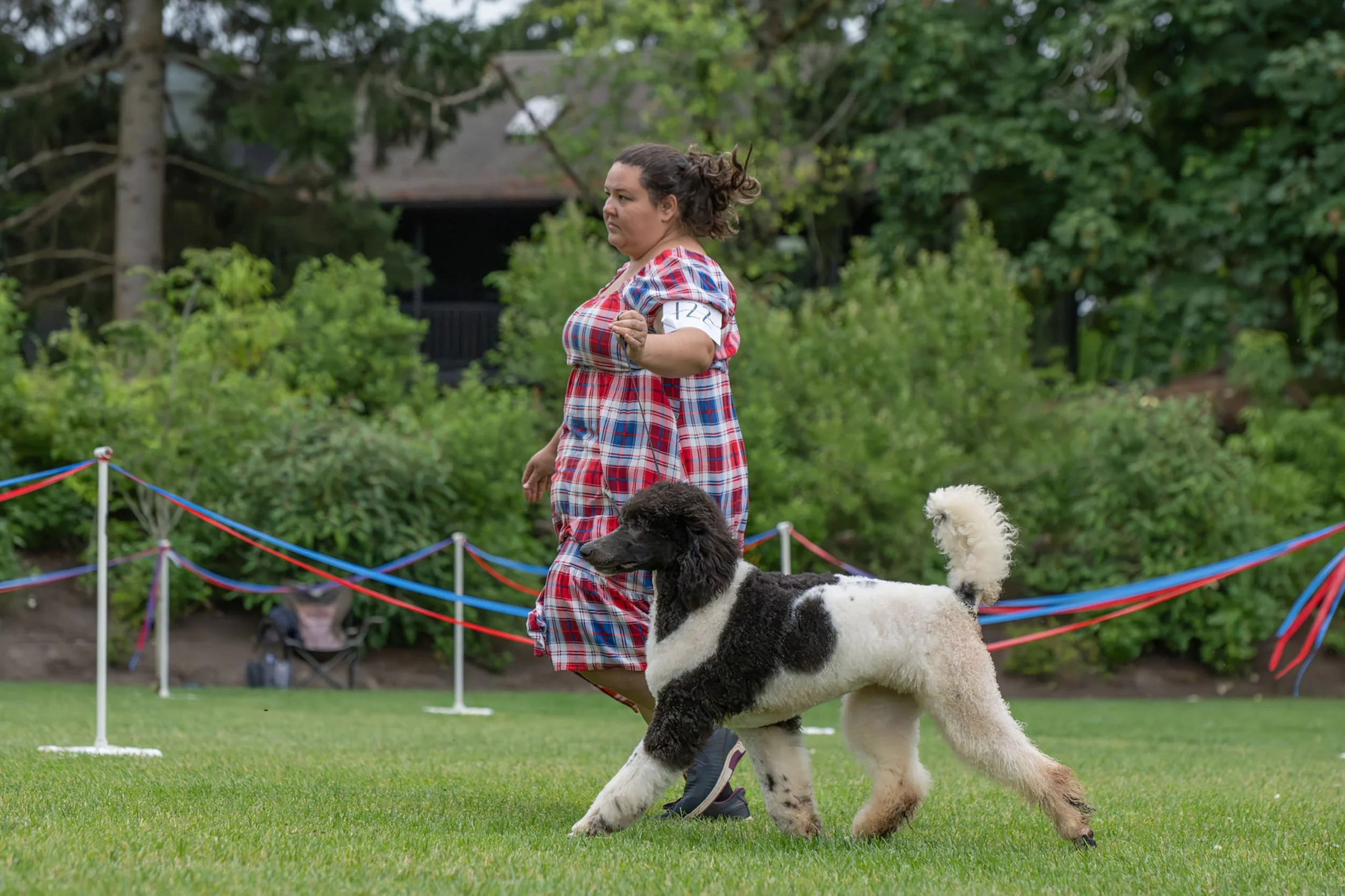 Vanya showing side gait during UKC Standard Poodle competition.