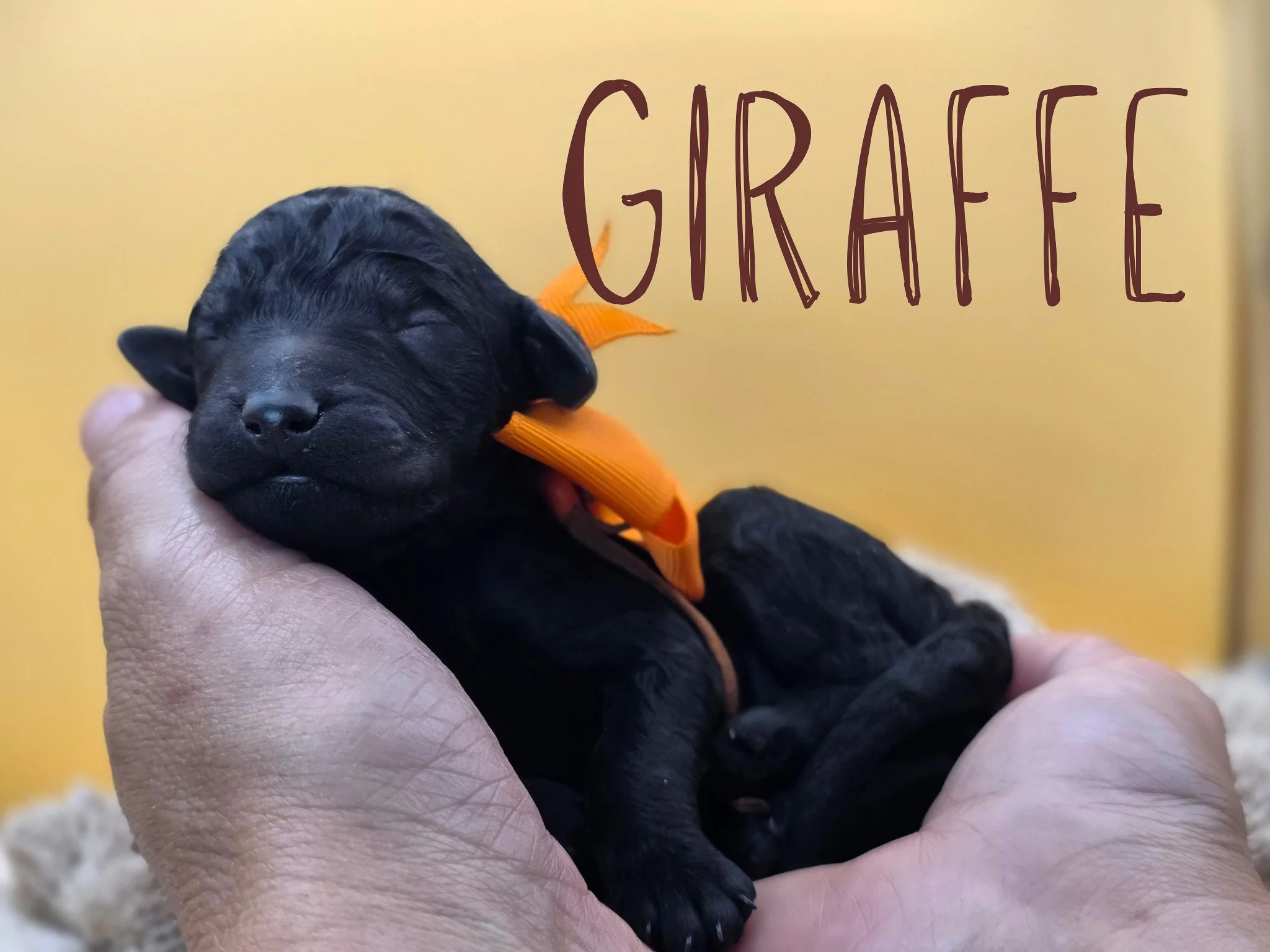 Newborn black Standard Poodle puppy Giraffe wearing an orange collar from the Safari Litter in Oregon.