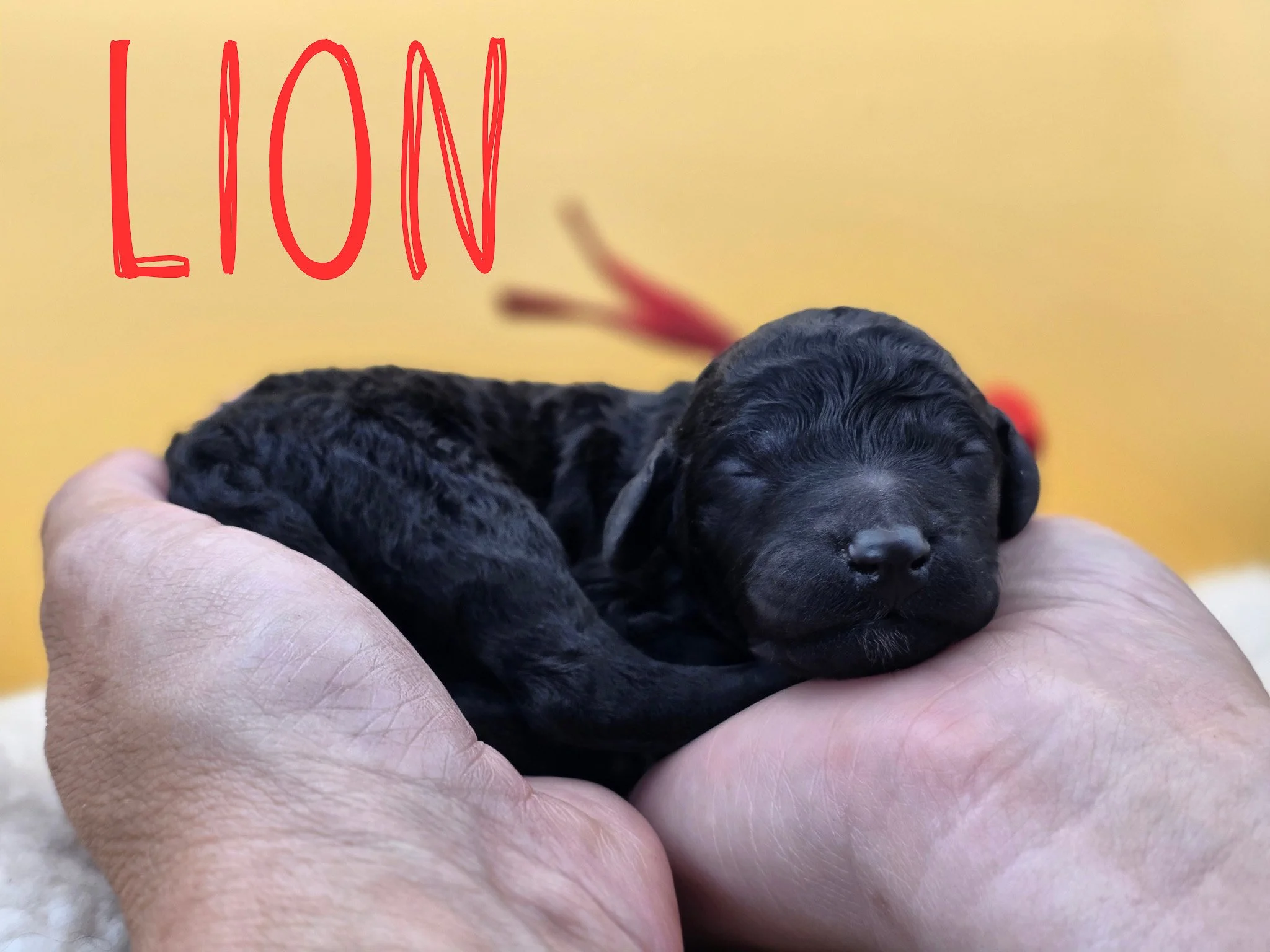 Newborn black Standard Poodle puppy Lion wearing a red collar from the Safari Litter in Oregon.
