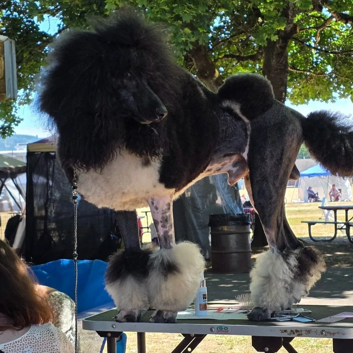 Magic, a Standard Poodle, standing on the grooming table during his final conformation show weekend at the 2026 UKC Western Classic in Longview, Washington.