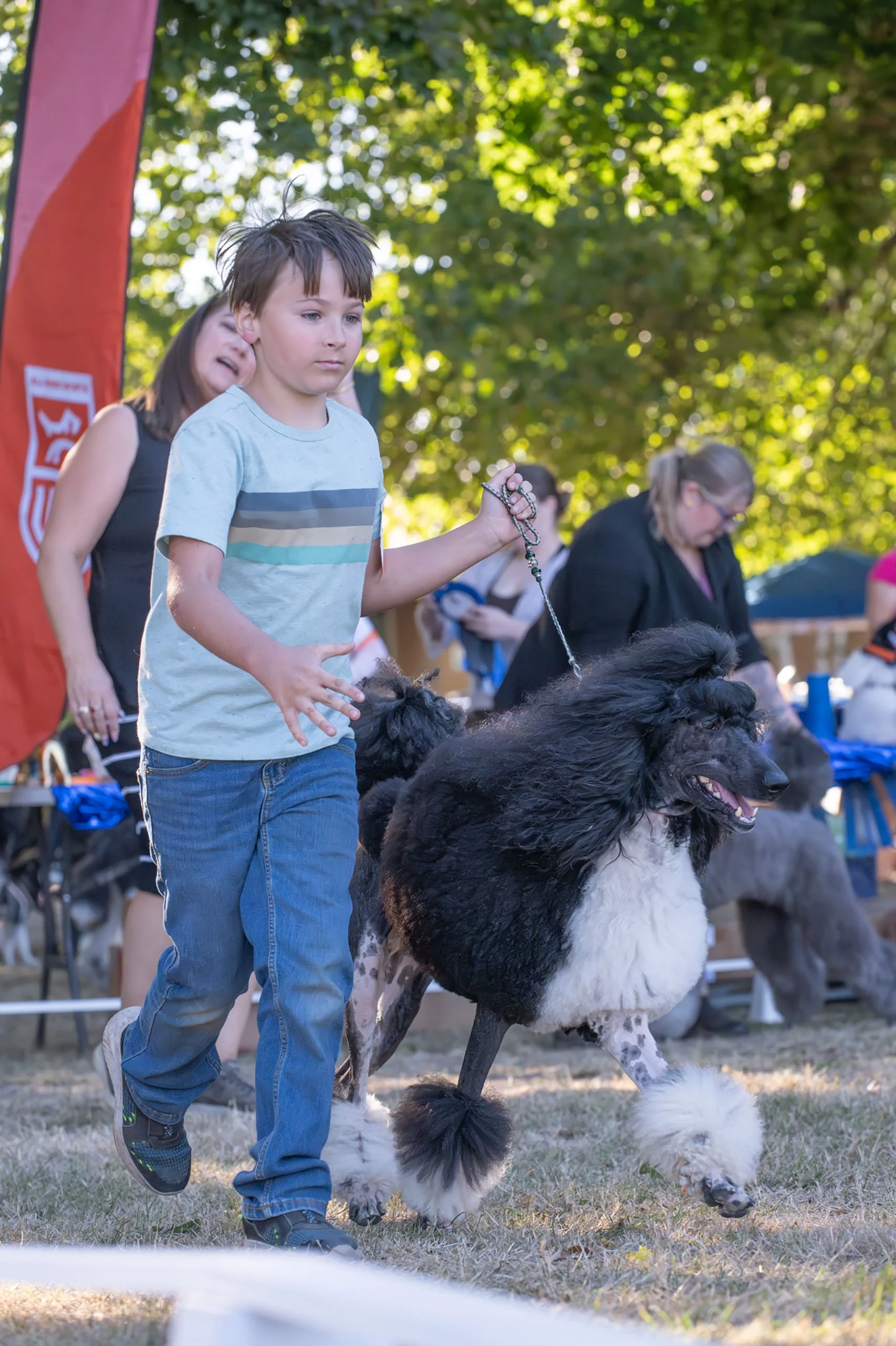 Jackson handling Magic, a Standard Poodle, during the 2026 UKC Western Classic in Longview, Washington.