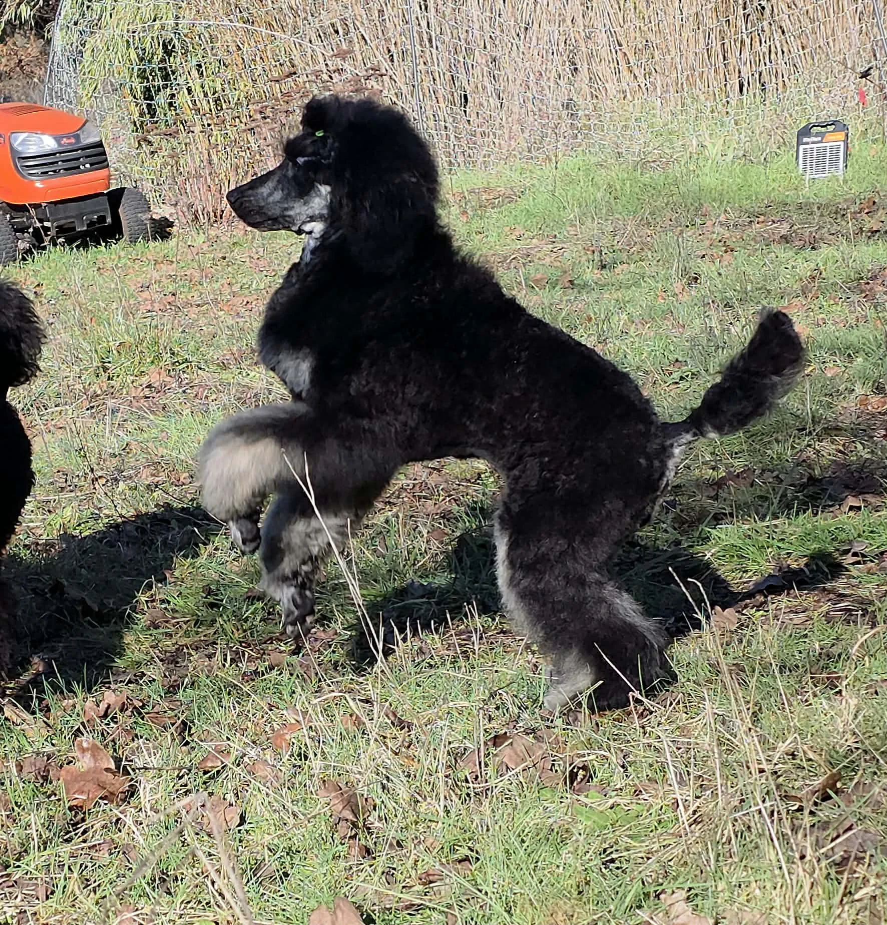 Standard Poodle Quack moving and playing outdoors showing personality