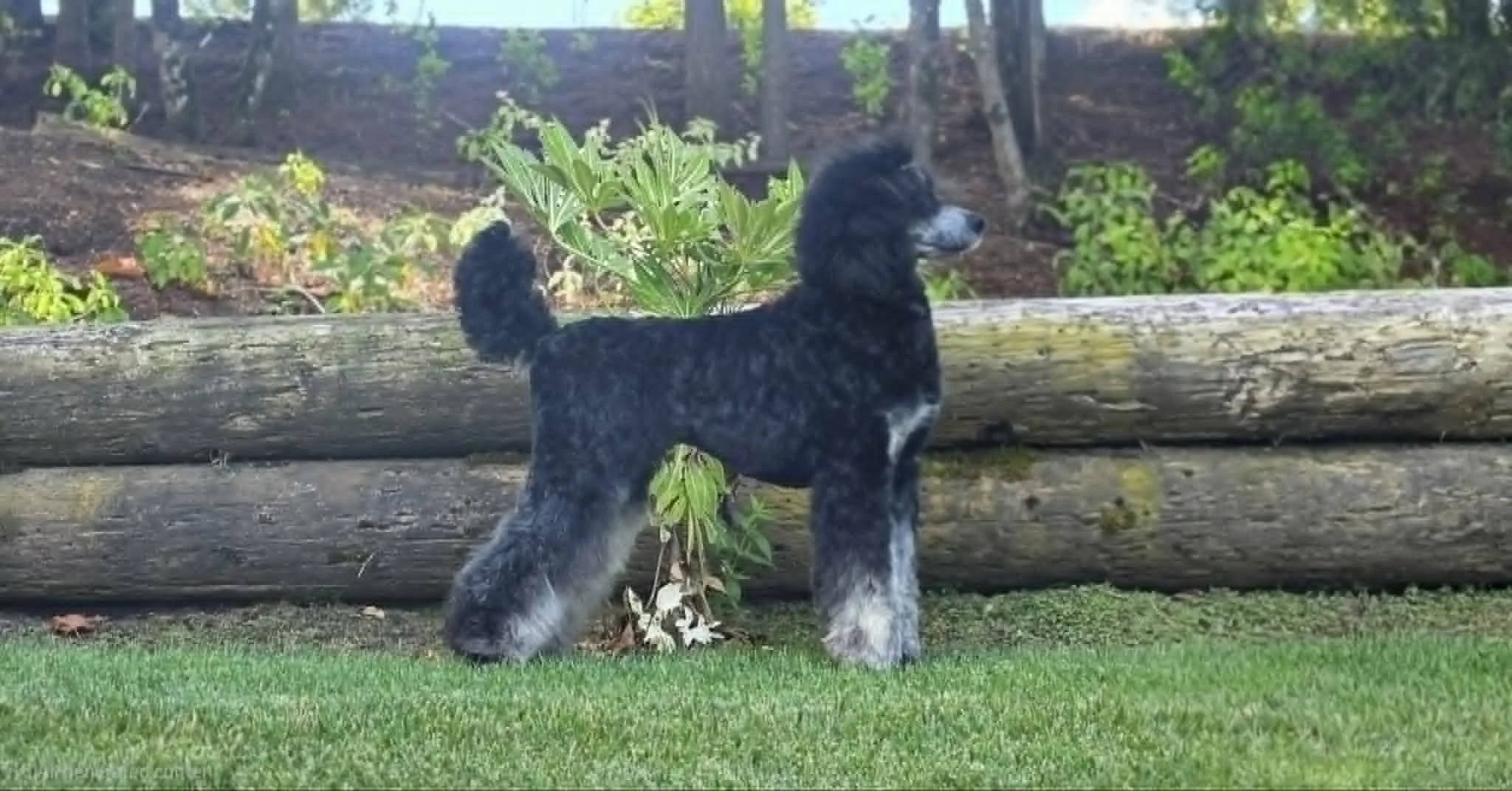Quack winning Best of Breed in the Multi-Colored Standard Poodle competition at the July 2026 UKC dog shows in Boring, Oregon.