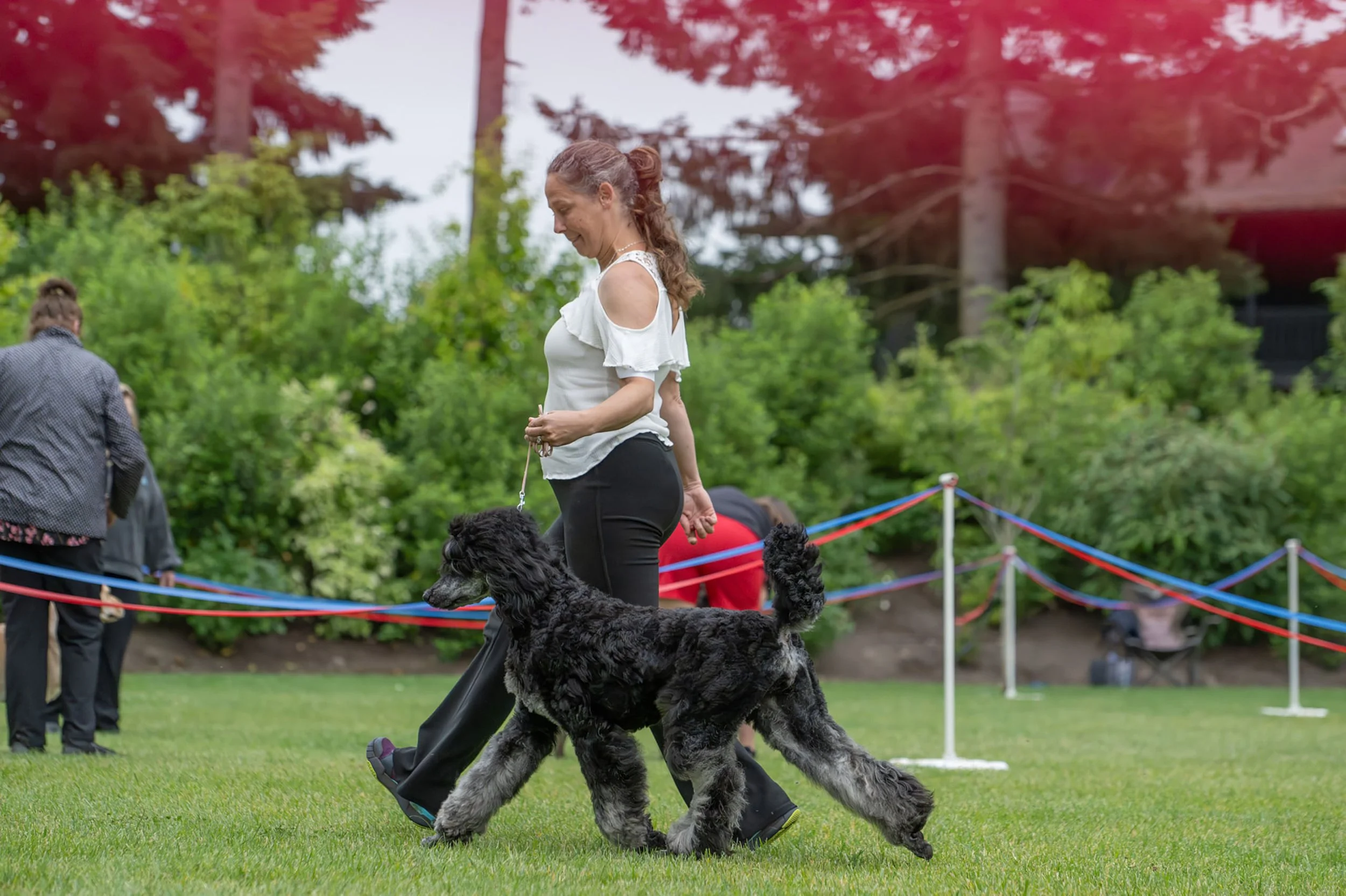 Quack gaiting in the Multi-Colored Standard Poodle conformation ring at a UKC dog show.