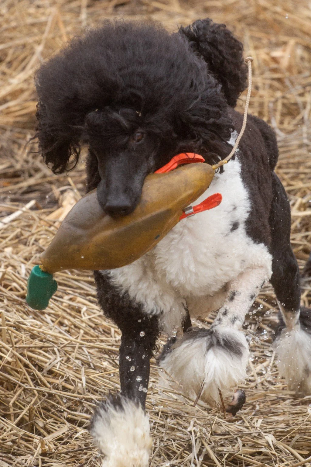 Black and White Standard Poodle retreiving in the field demonstrating drive and workability from Valaurah Farms Breeding Program