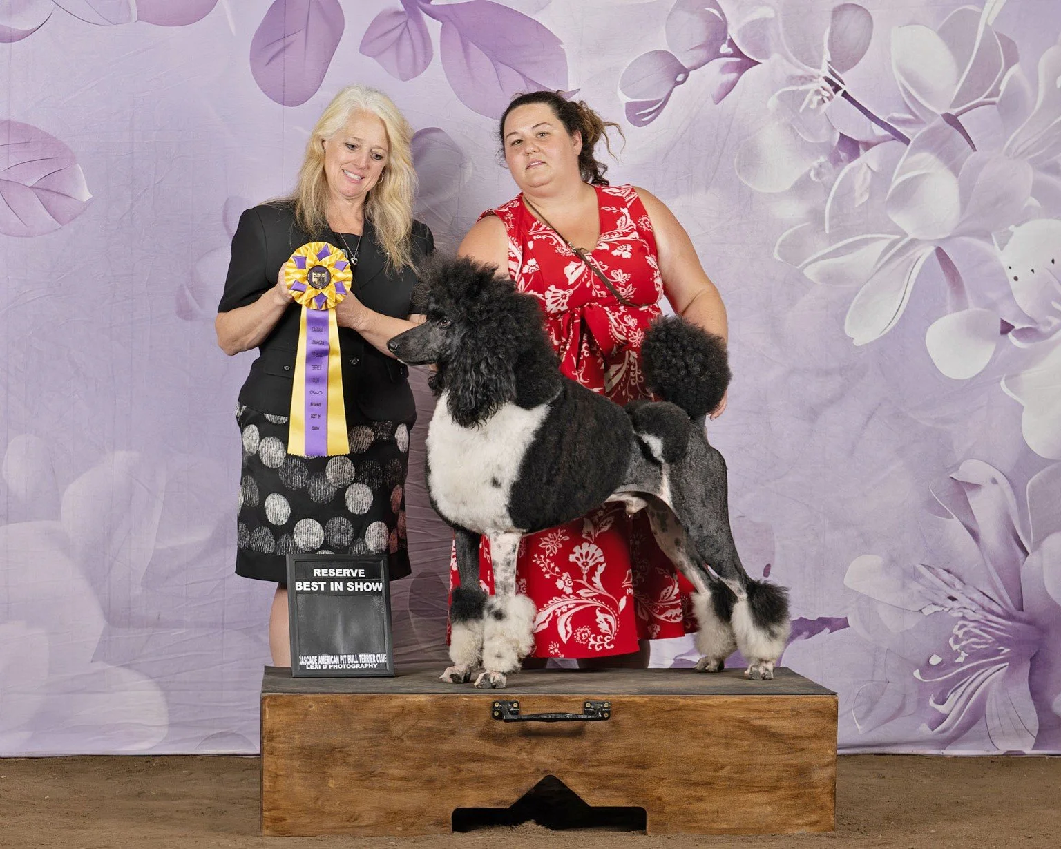 Magic, a black and white parti Standard Poodle stud dog from Valaurah Farms, standing in profile and showcasing his athletic structure, elegant movement, and versatile performance pedigree.