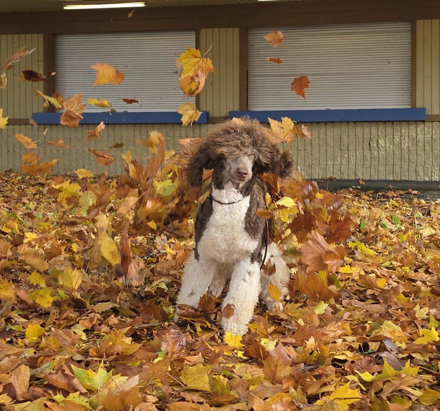 Violet, brown tuxedo Standard Poodle playing in autumn leaves at Valaurah Farms in Oregon.