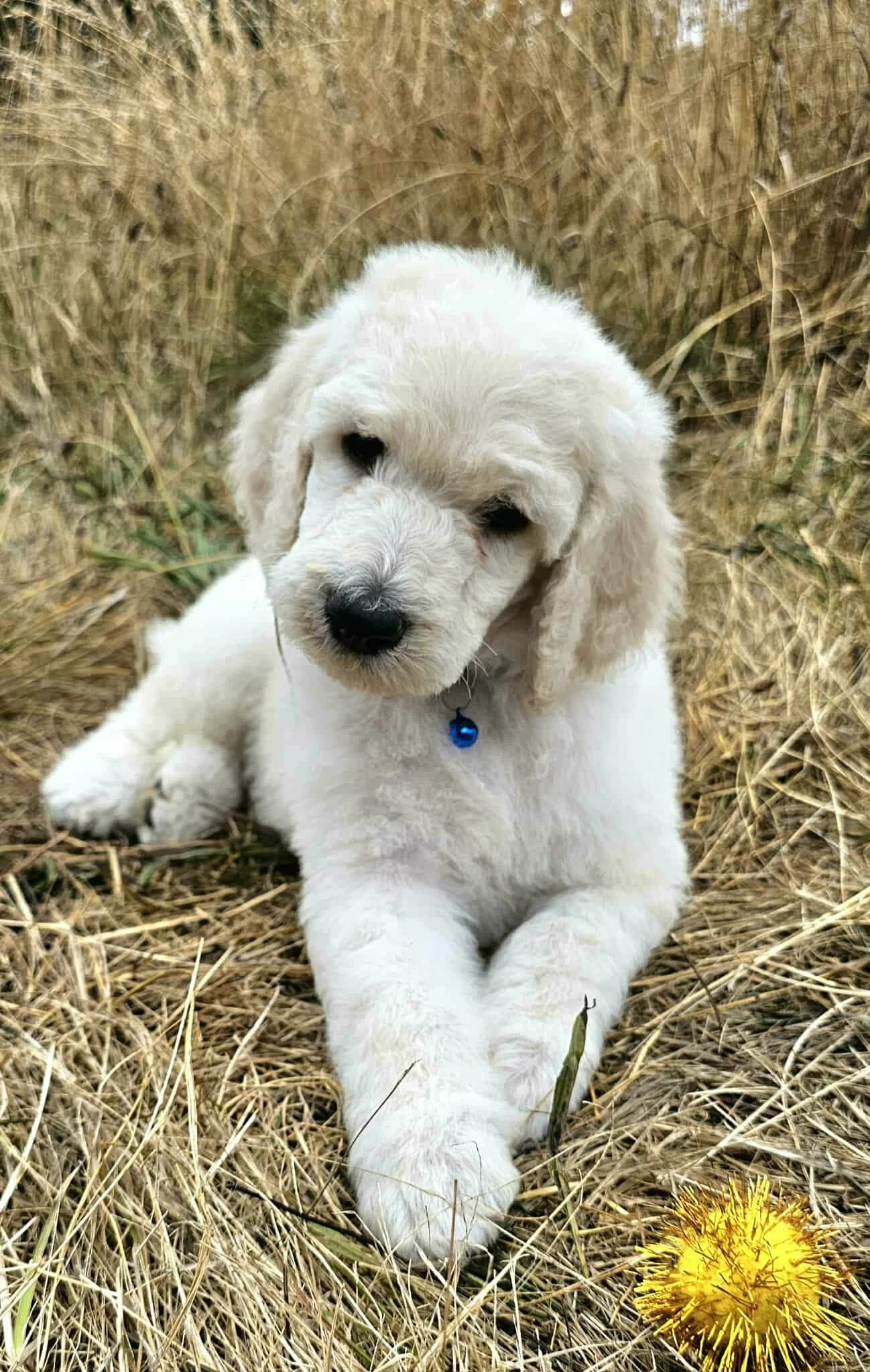 Standard Poodle puppy laying in grass showing expression