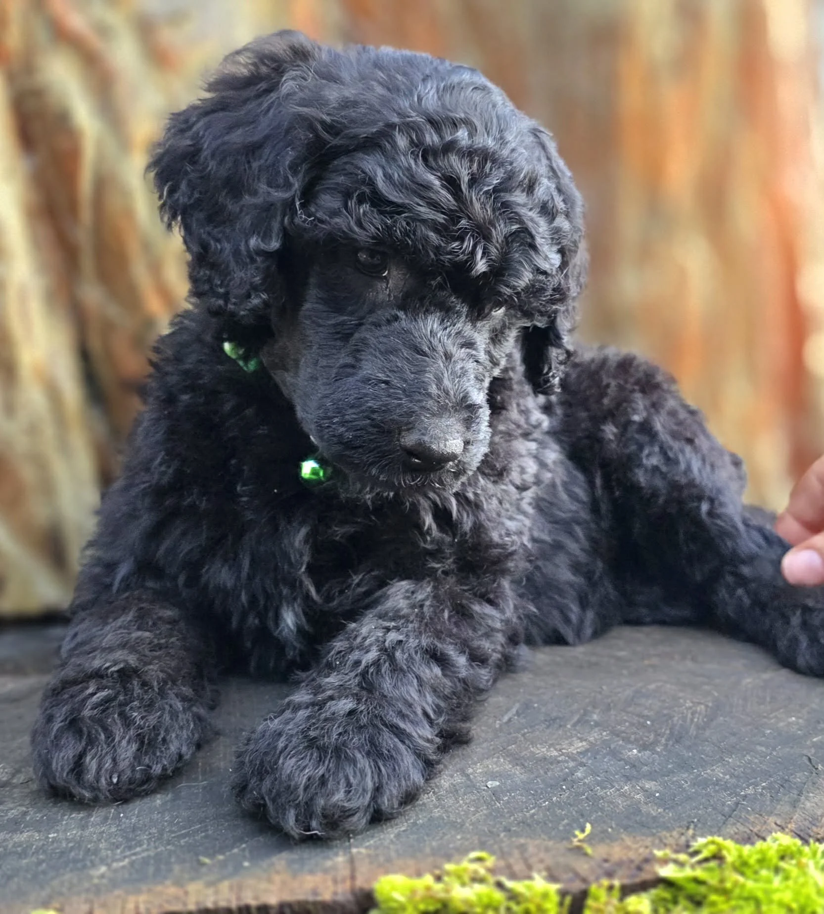 A black curly-coated Standard Poodle puppy lying on a wooden surface with a blurred natural background.