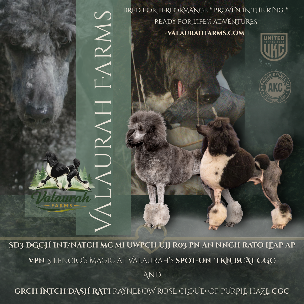 Standard Poodle breeding pair at Valaurah Farms including parti and brindle Standard Poodles with performance titles