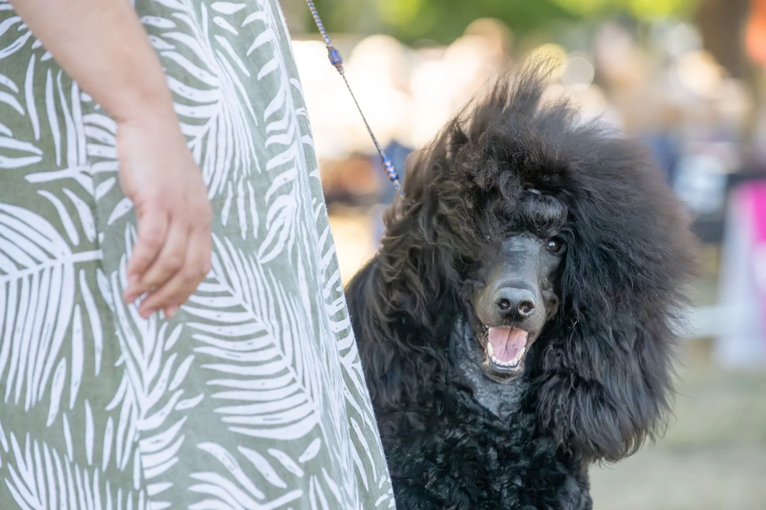 Crush showing in the Champion class at the 2026 UPA Poodle Specialty where he earned Reserve Champion.