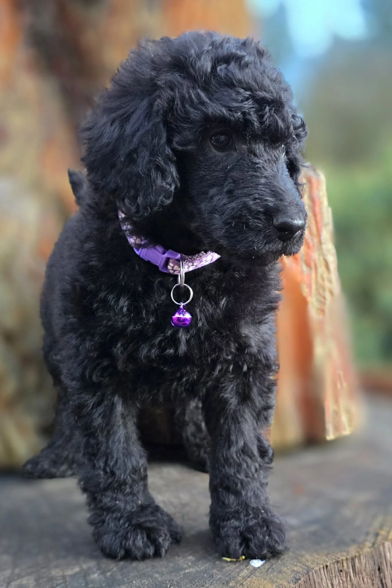 Black Standard Poodle puppy with curly fur, wearing a purple collar with a purple tag, sitting outdoors on a wooden surface.