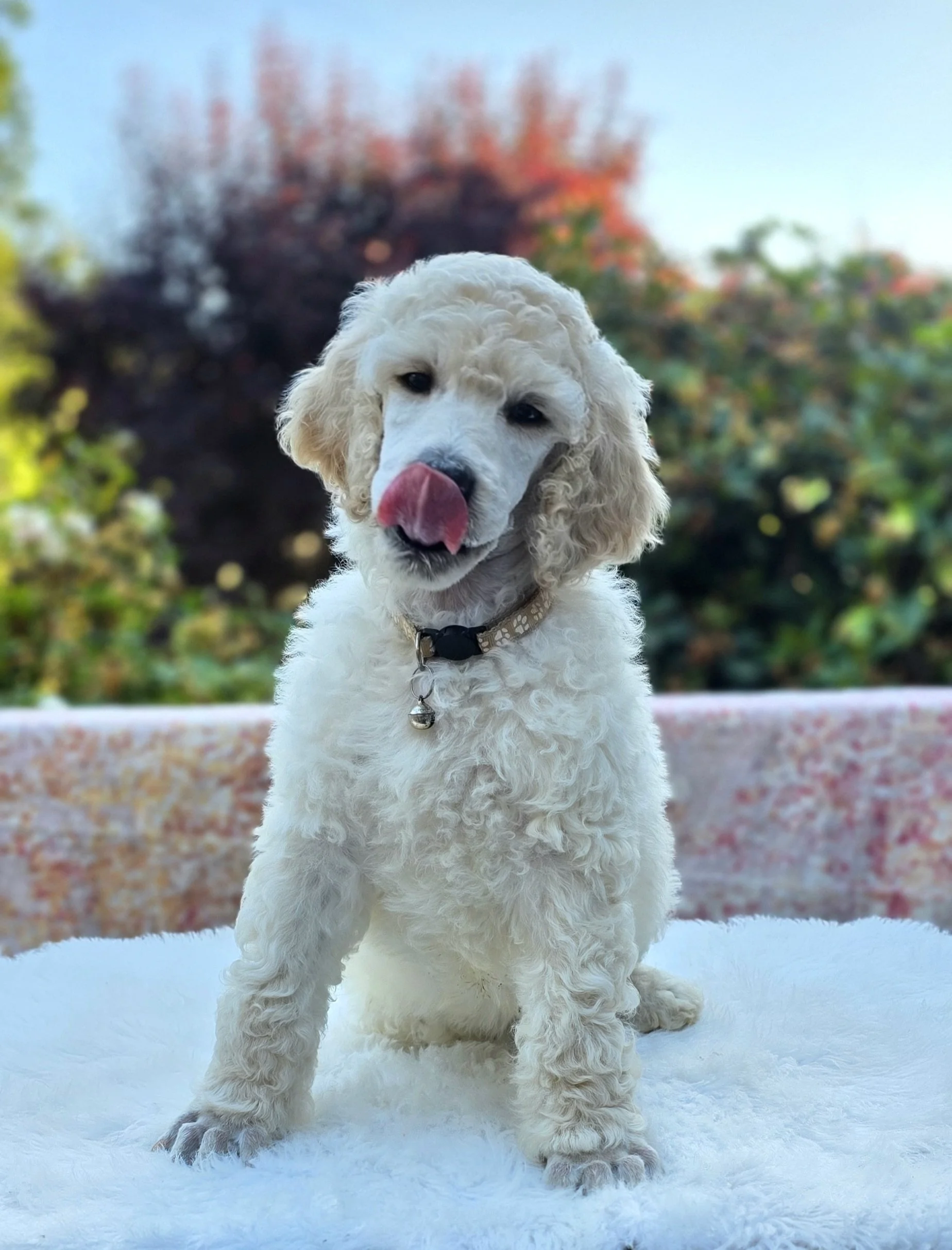 White Standard Poodle puppy Squash at 7 weeks old from Valaurah Farms in Oregon, showing an affectionate, people-focused temperament and service dog potential.