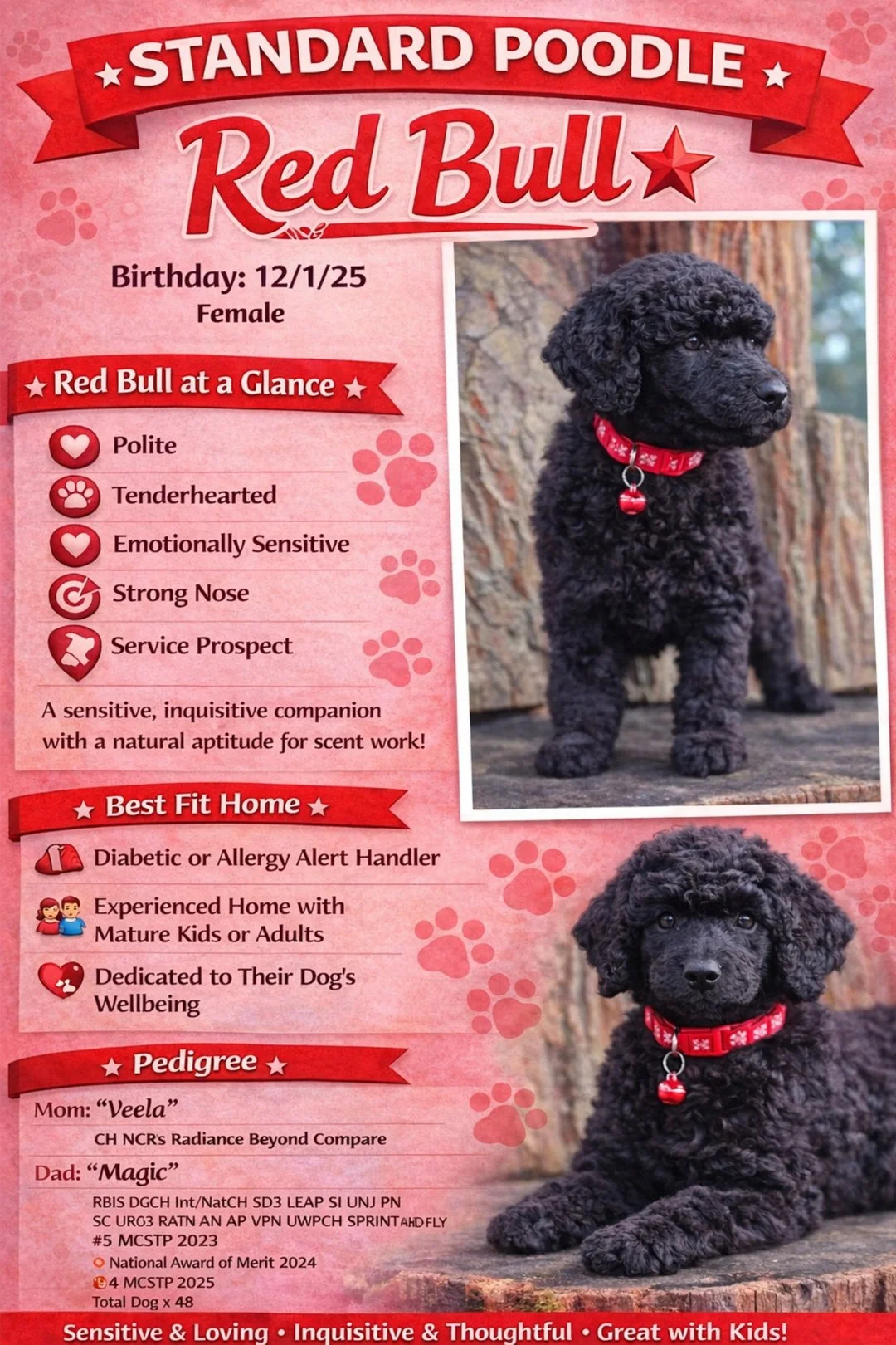 Infographic about a black curly-haired puppy named Red Bull, who is a female, born on December 1, 2025. The infographic highlights her personality traits such as being polite, tenderhearted, emotionally sensitive, having a strong nose, and being service prospect. It describes her as a sensitive and scent-oriented companion. The ideal home is one with a diabetic or allergy alert handler, experienced owners with mature kids or adults, and a focus on her well-being. She is sired by 'Magic' and her mother is 'Veela'. The infographic features two photos of the puppy, wearing a red collar with white snowflakes, sitting outdoors near a tree.