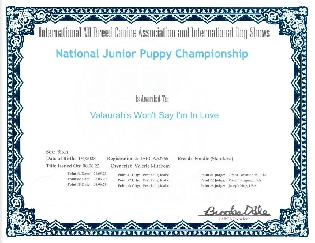 red-standard-poodle-near-ohio-standard-poodle-breeders-near-me-with
