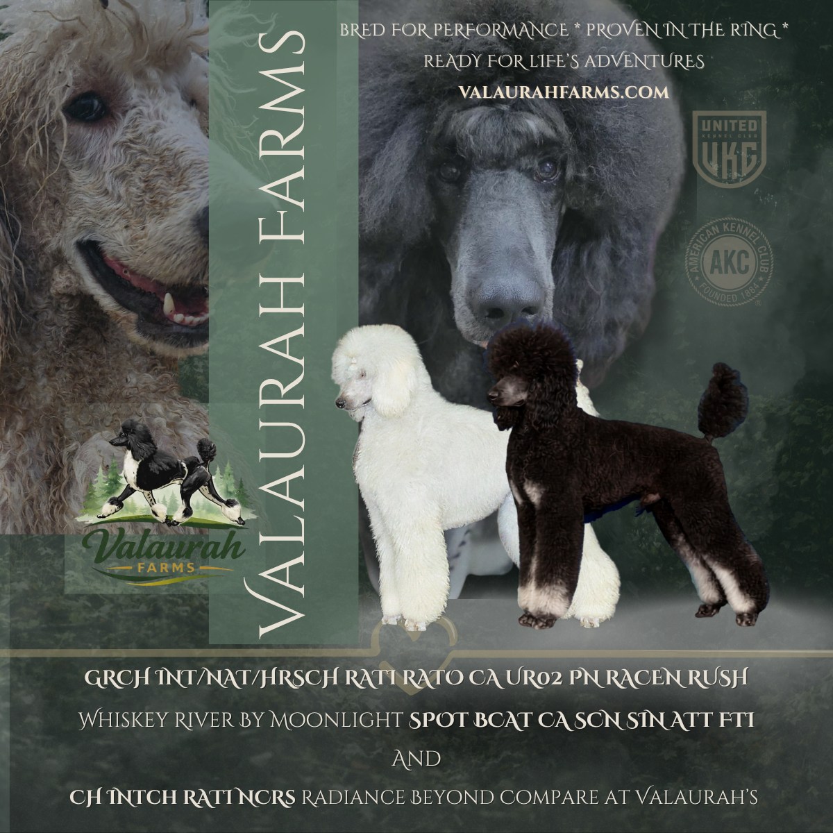Champion Standard Poodle breeding pair Veela and Whiskey at Valaurah Farms, showcasing conformation, structure, and performance pedigree in Oregon and Washington