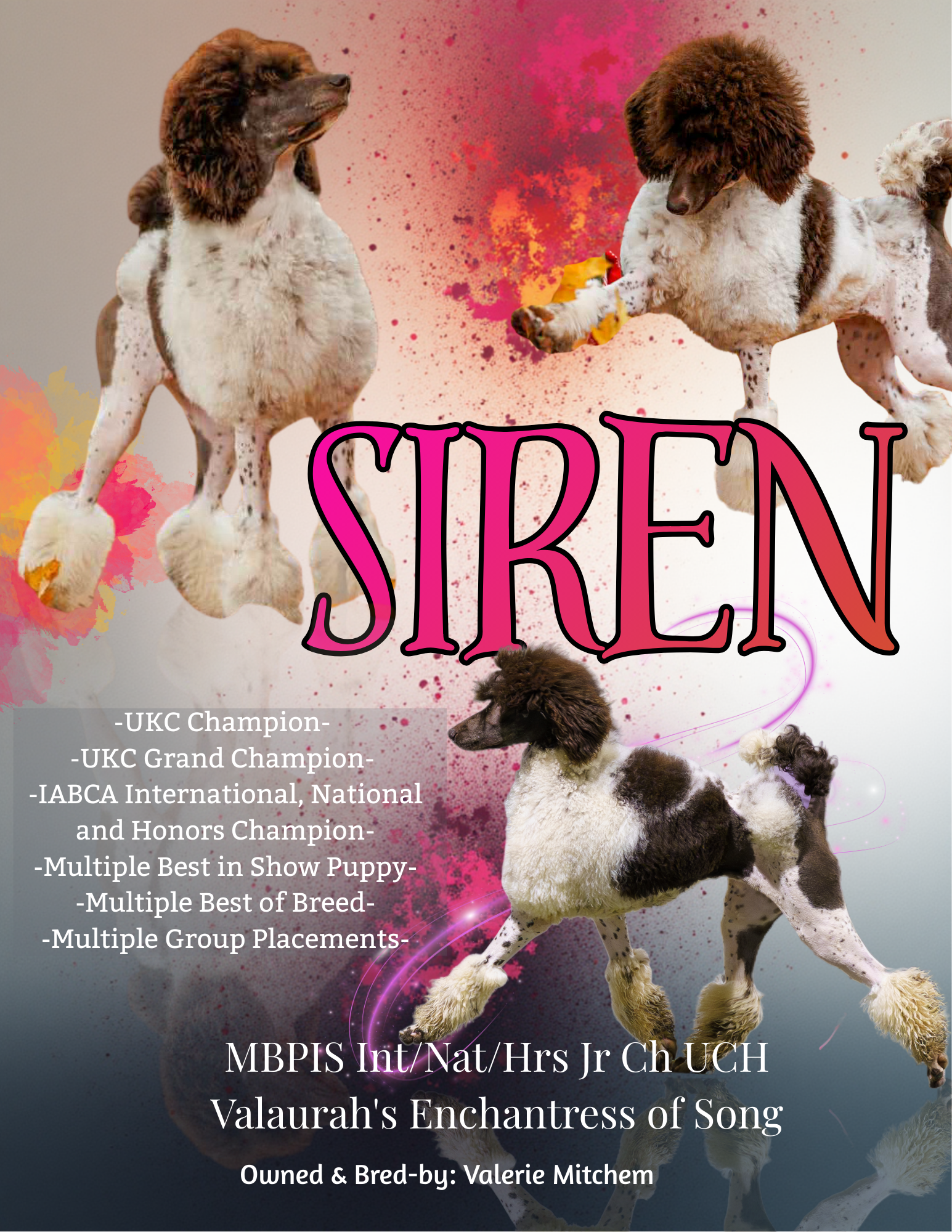 Brown Parti Standard Poodle Siren from Valaurah Farms showing conformation and performance Titles