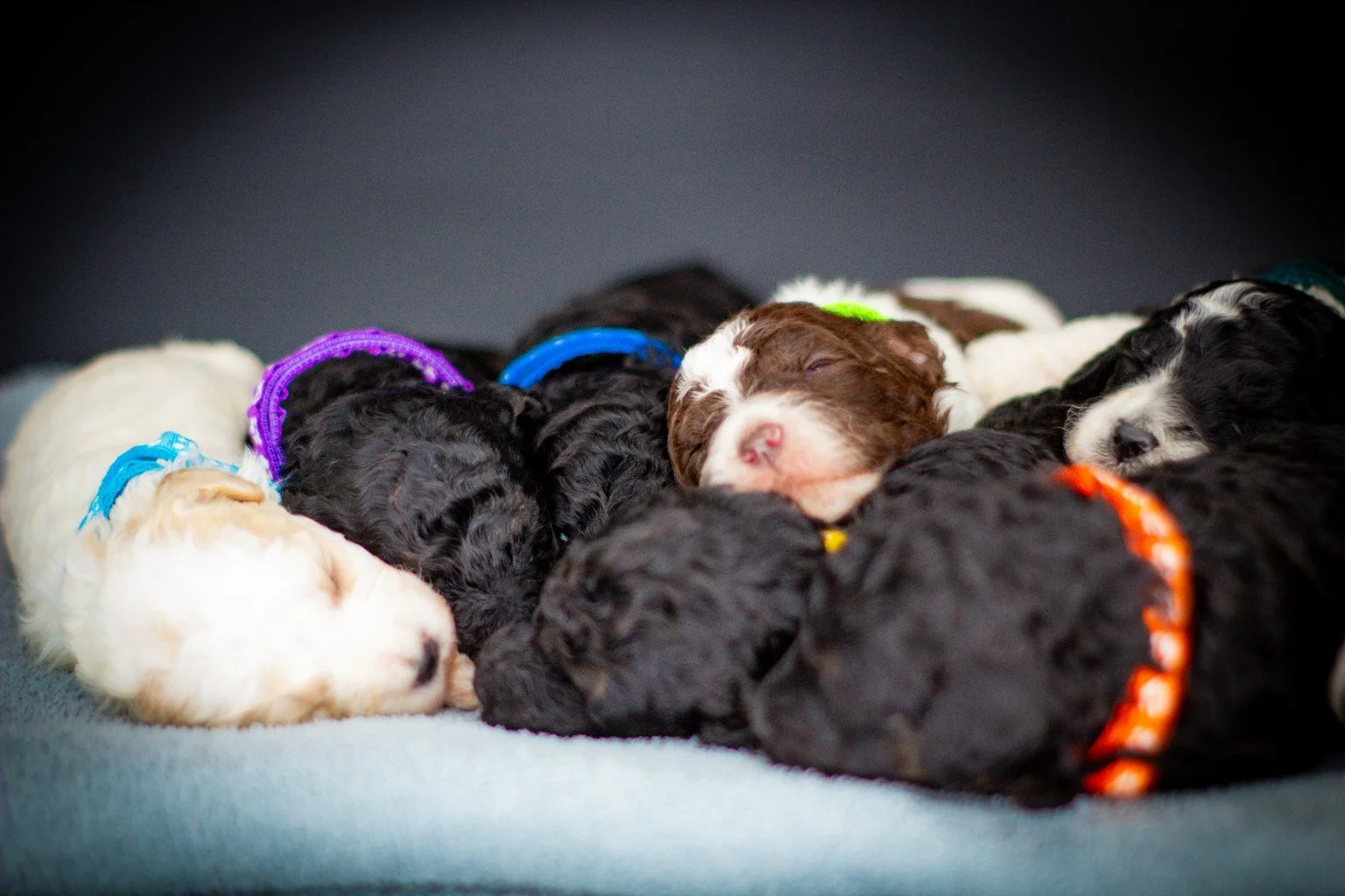 Newborn standard poodle service dog puppies resting together during early development stage