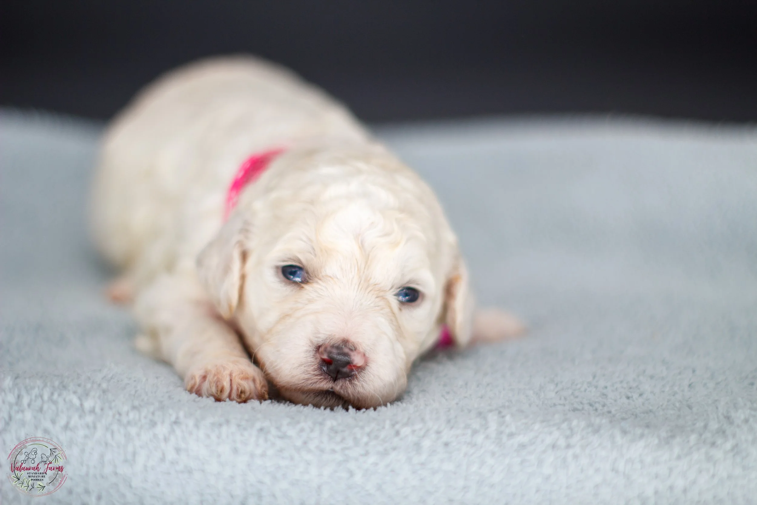 Cream Poodle Puppy sitting inside Pink Sparkle Collar