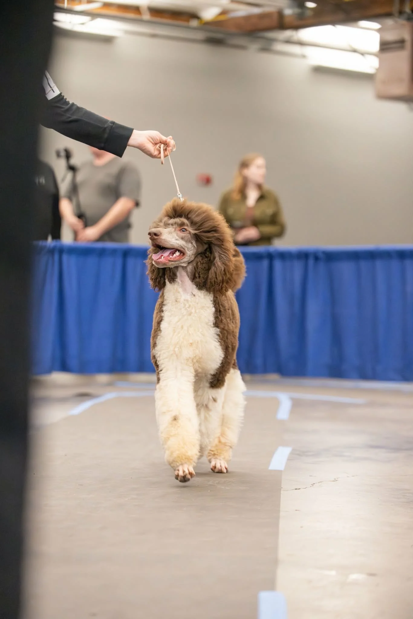 Standard Poodle female focused on handler at a dog show